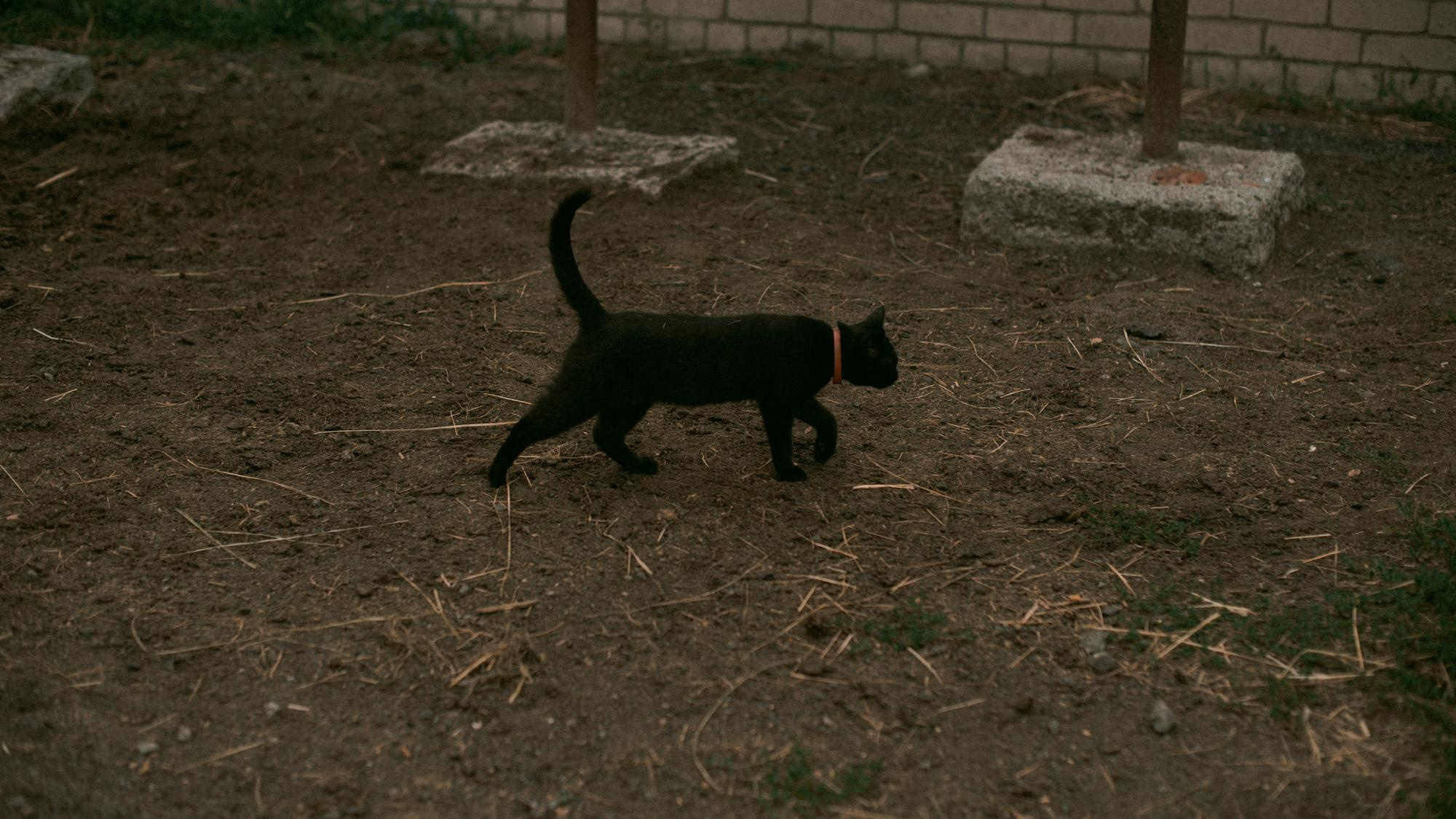 Наташа. Конная прогулка. Фотограф в Челябинске Любовь Денисенко