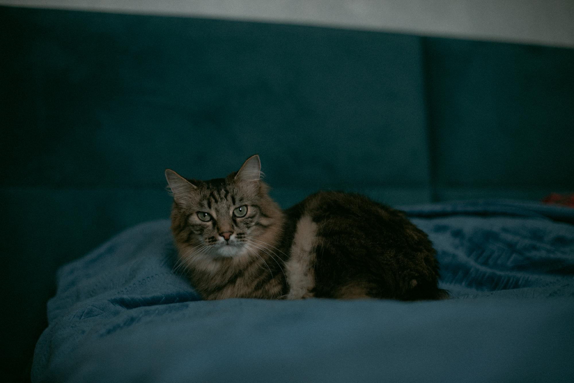 Корытко. Домашняя. Фотограф в Челябинске Любовь Денисенко