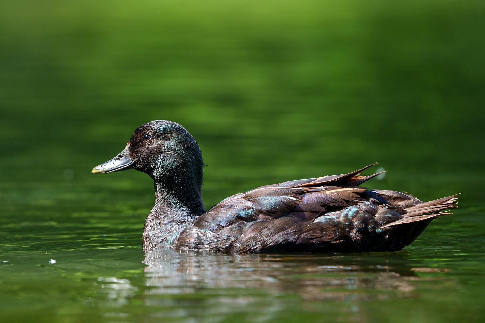 Удивительные мир птиц. Вокруг нас столько прекрасного — присмотритесь!. Ваш личный фотограф Марина Волкова