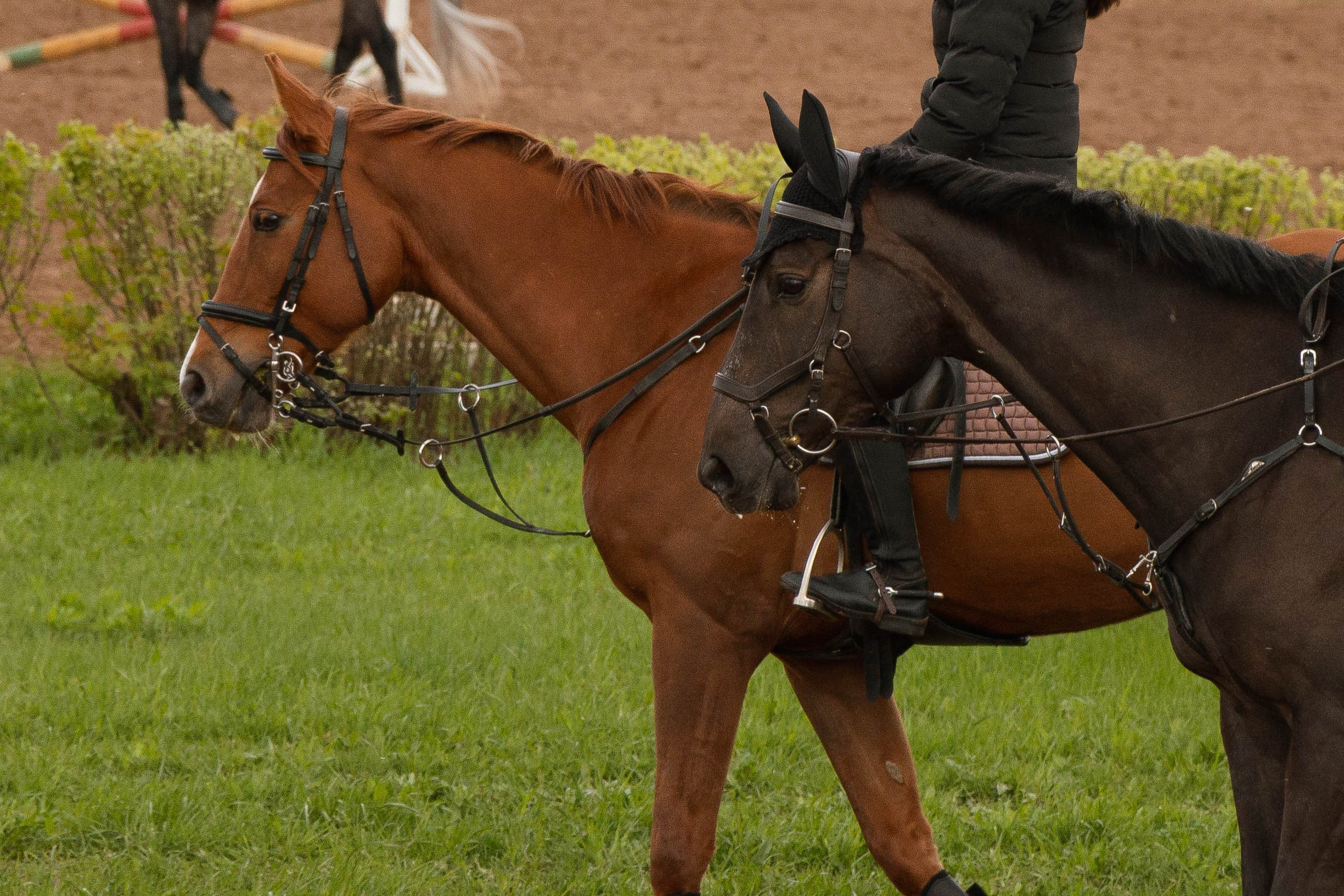 Ижевский ипподром. Открытие сезона 2024. Олег Романов. Мастер фото по спорту