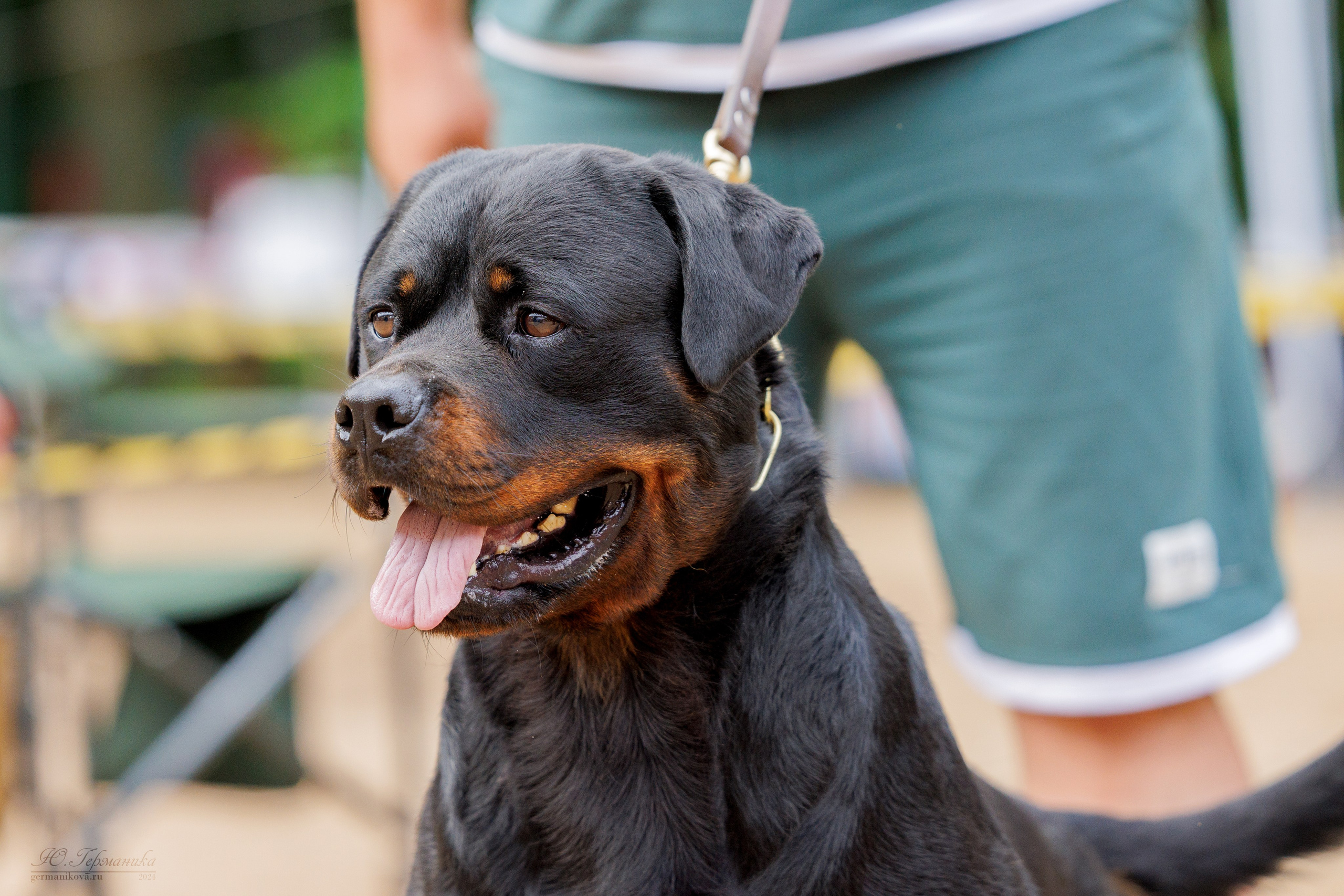 Рязань-Ховрино 10-11.08.2024 3хмоно ротвейлеров. Фотограф-анималист Юлия Германика