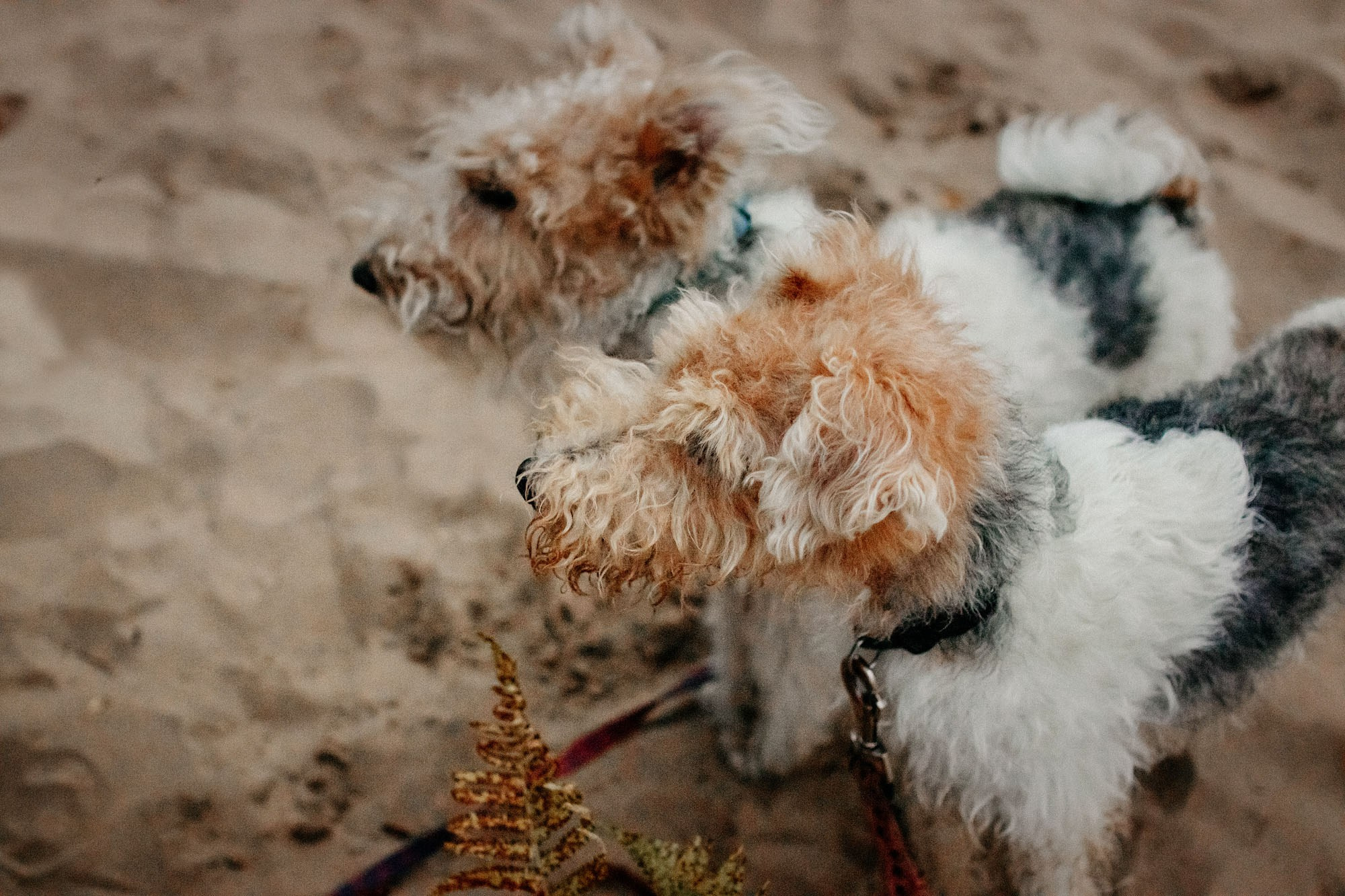 Наталья, Илья и фоксы. Фотограф Наталья Потапова