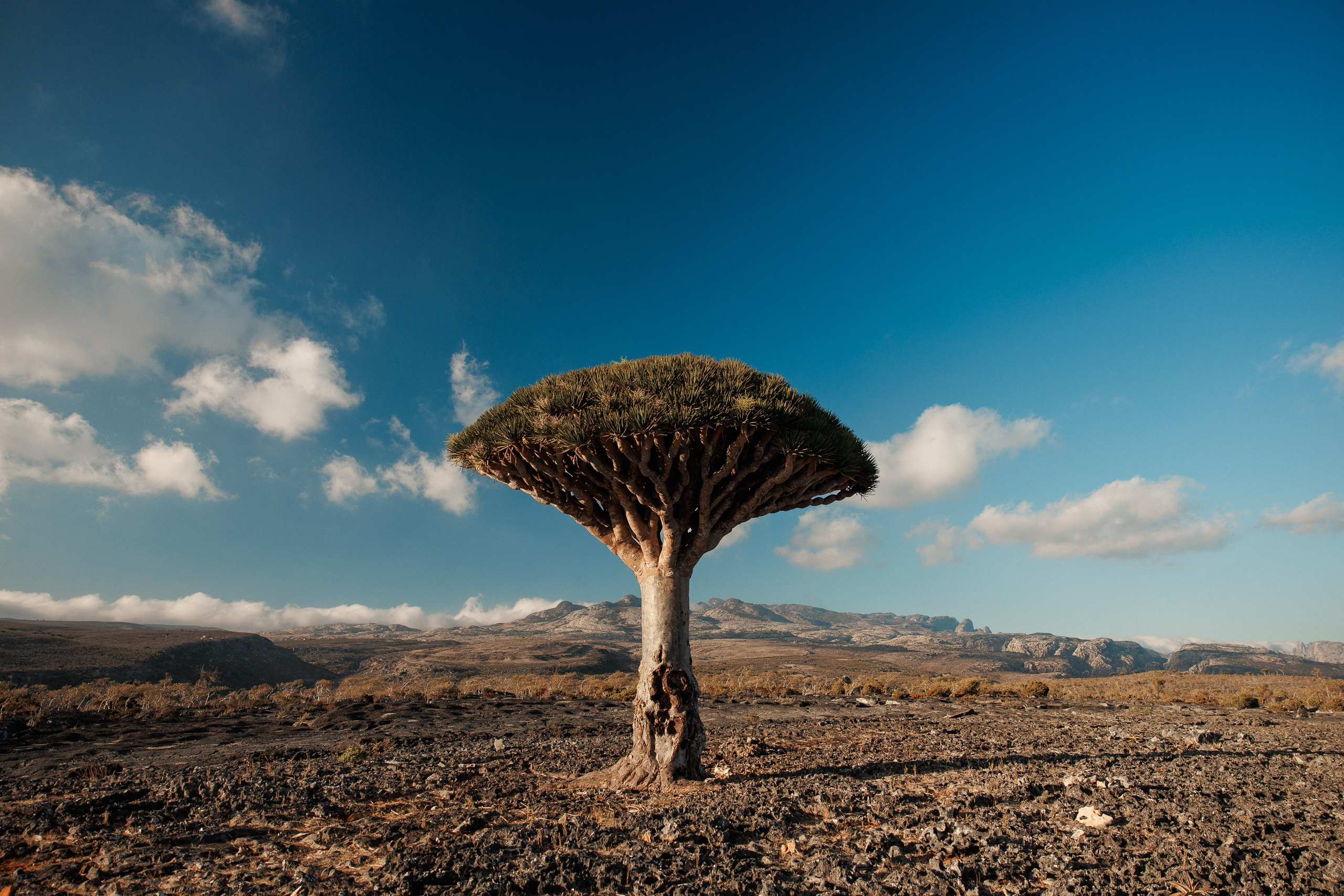 Socotra