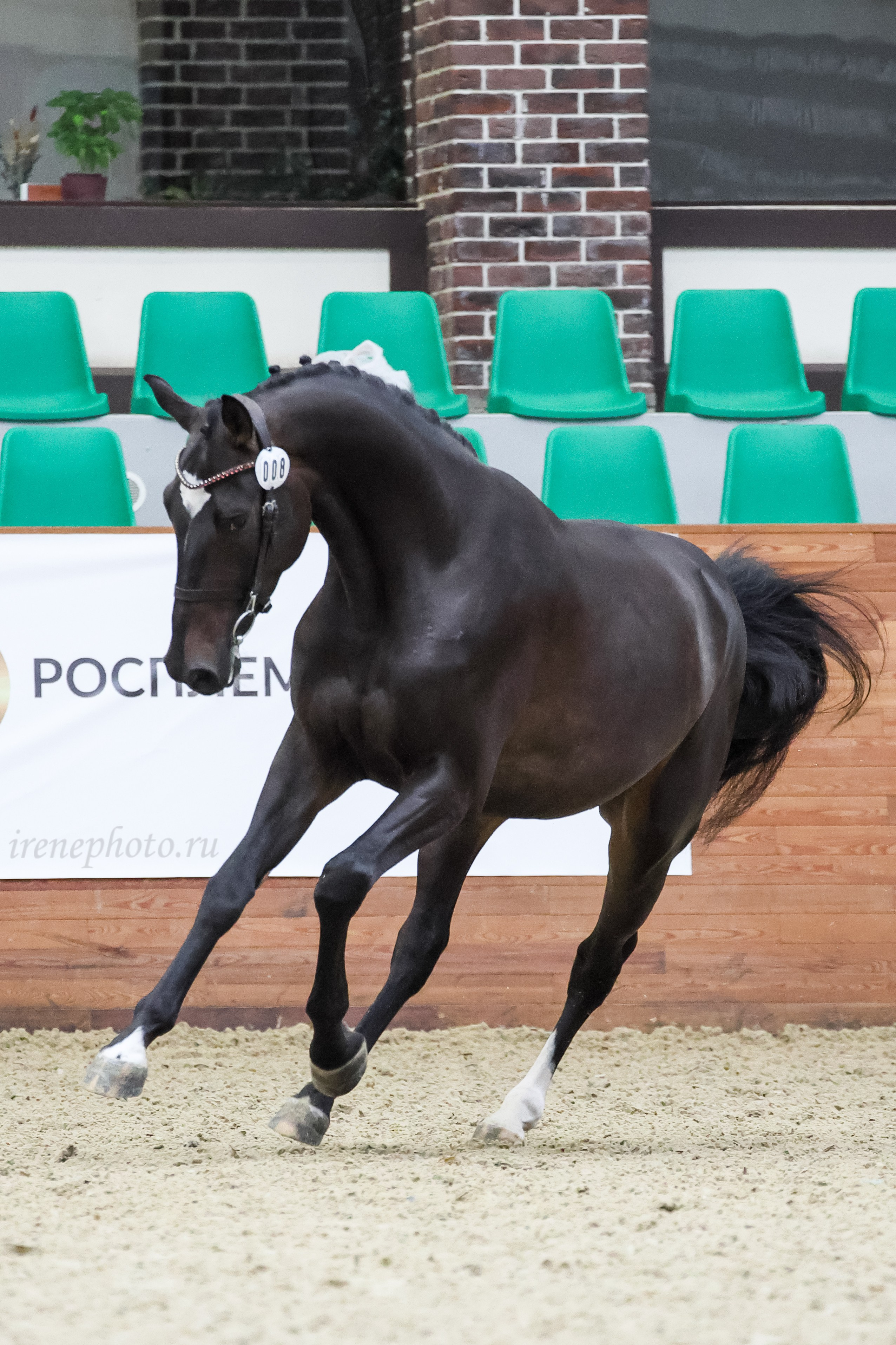 Конная Россия 2024. Irenephoto.ru