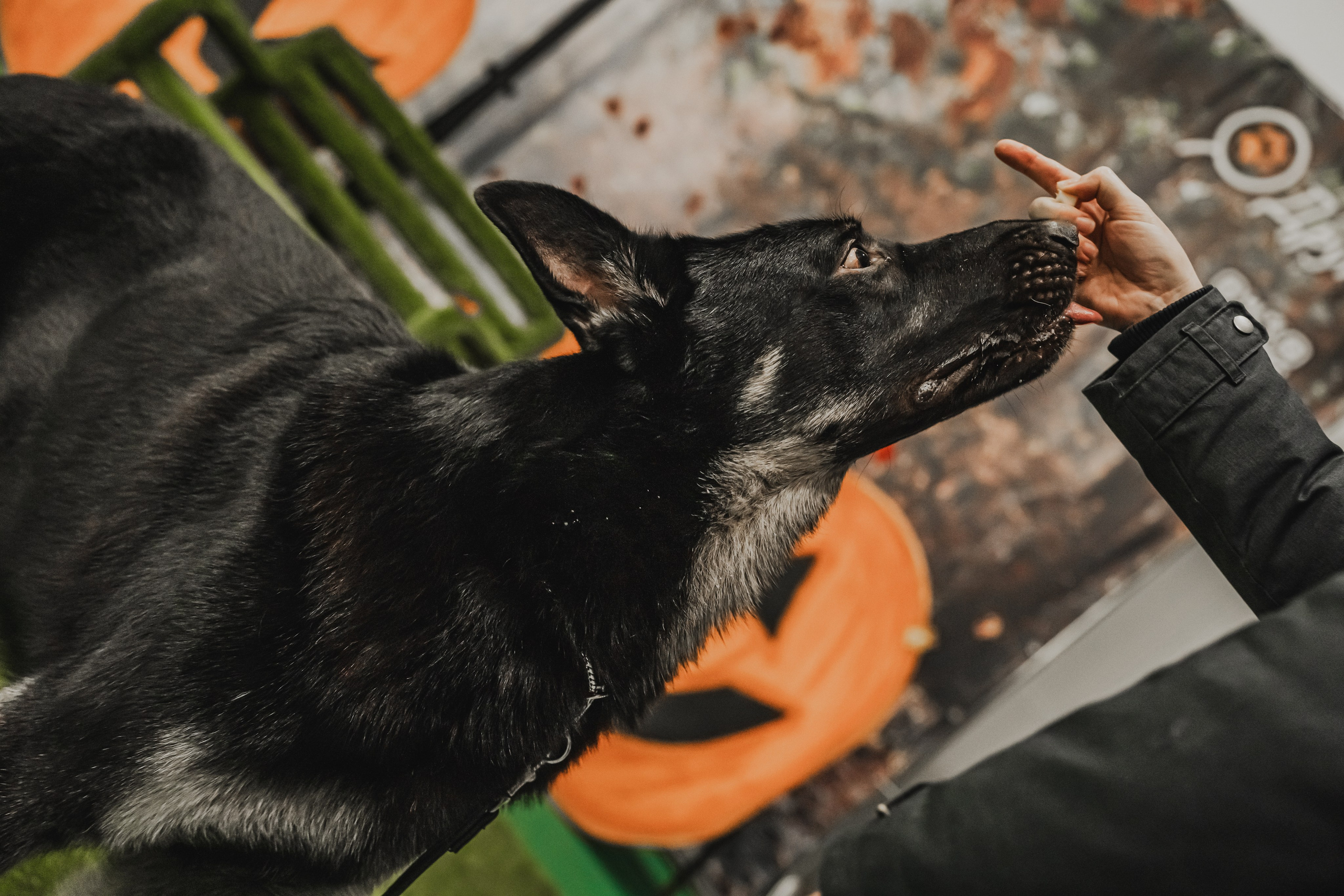 Международная выставка собак всех пород. Репортажный фотограф Анастасия Рубцова