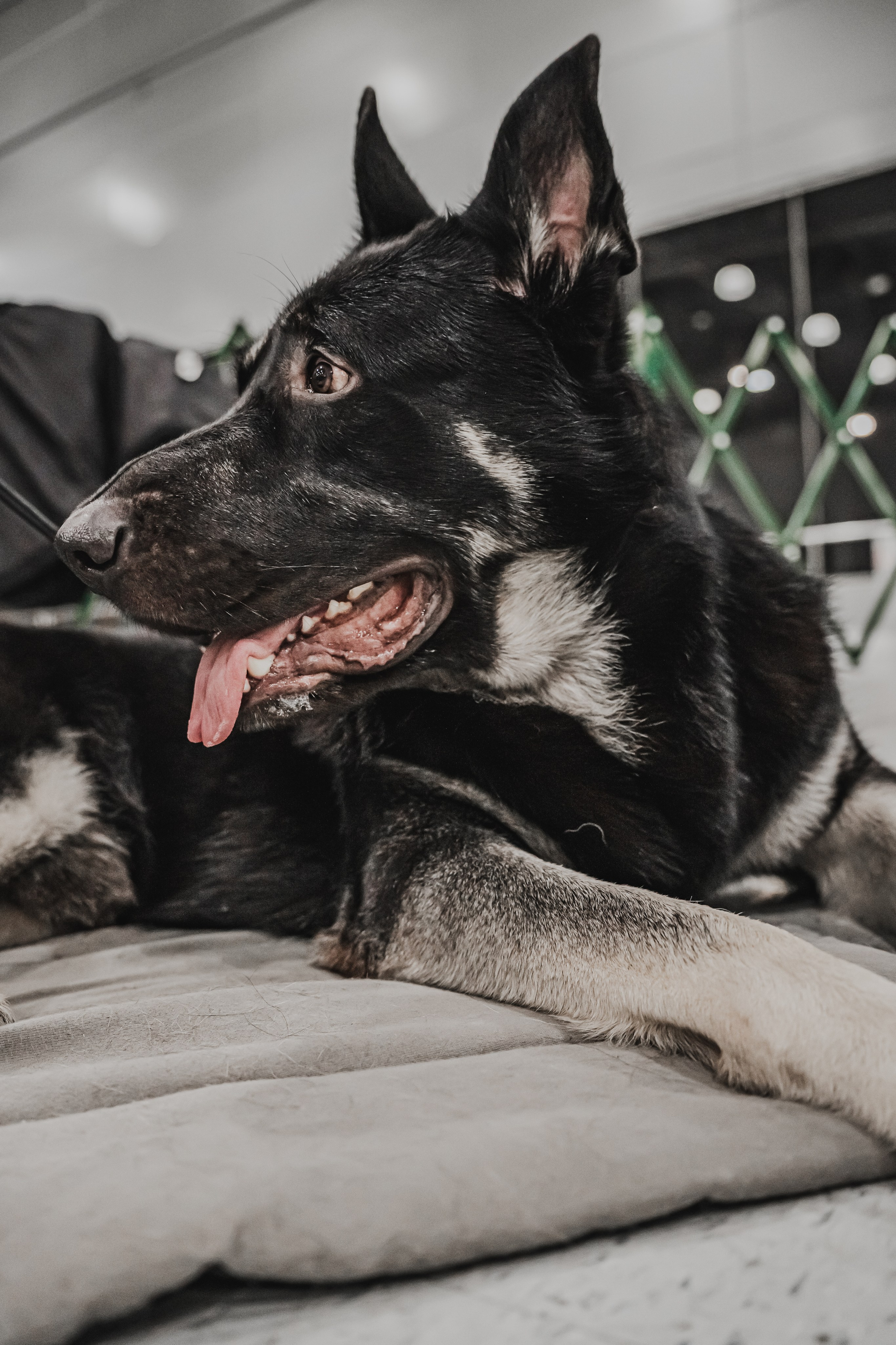 Международная выставка собак всех пород. Репортажный фотограф Анастасия Рубцова