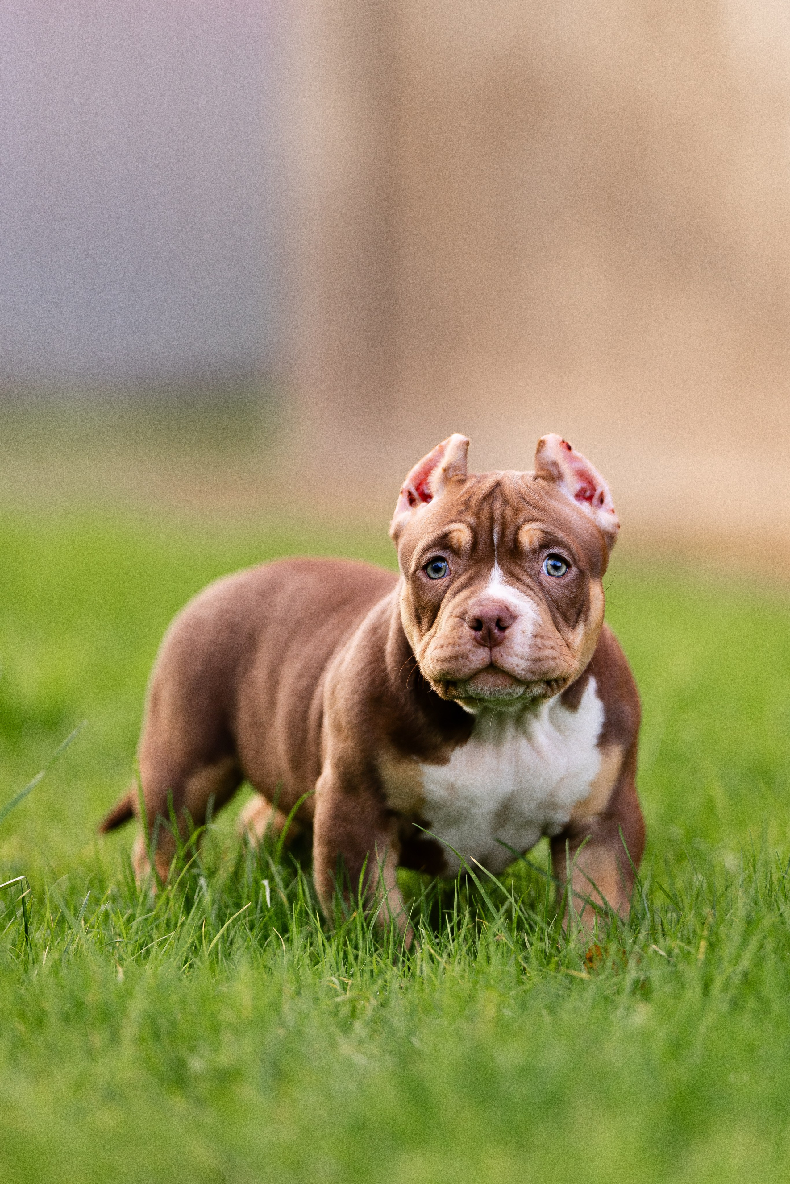 Булли. Фотограф и видеограф анималист Аганина Дарья