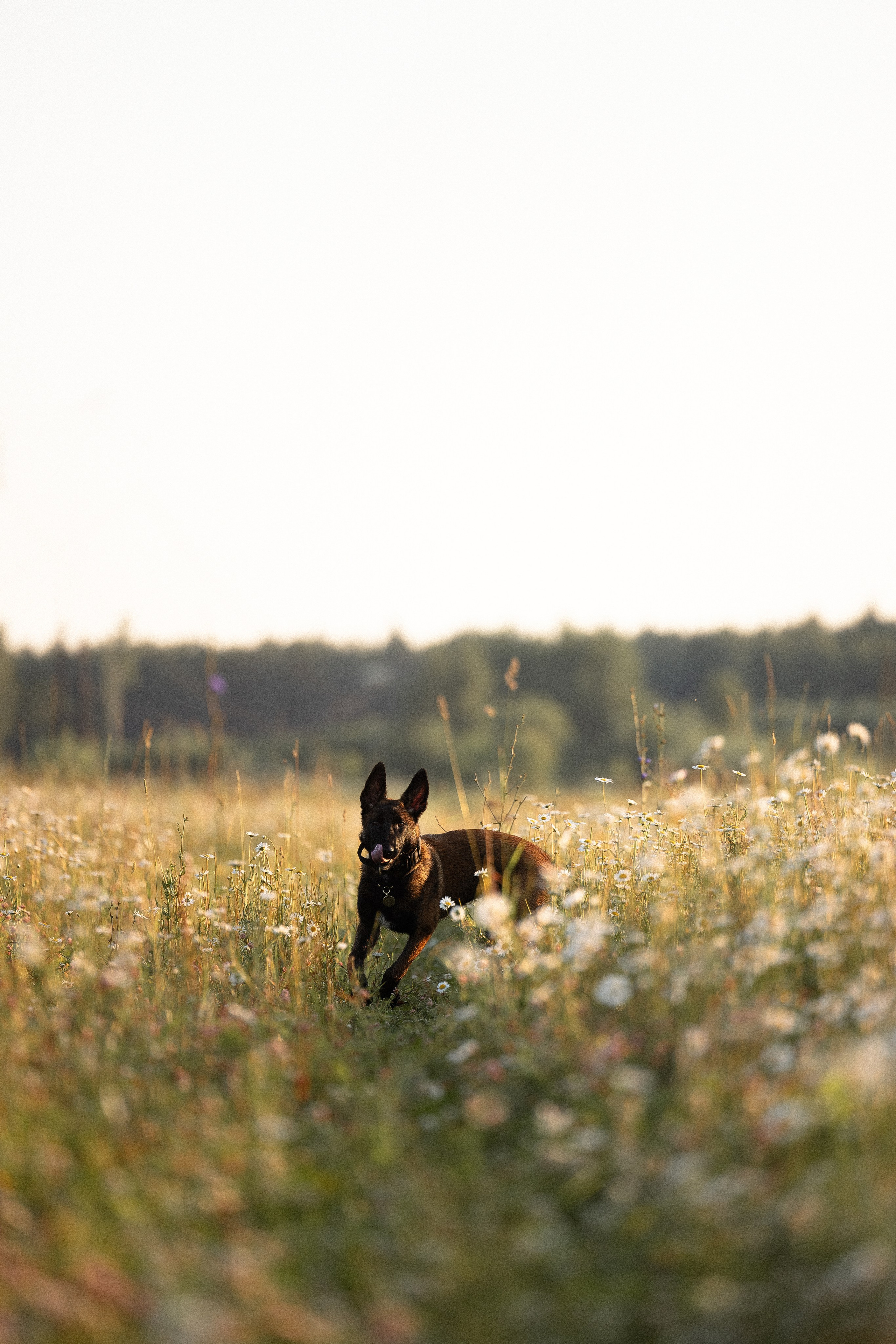 Галина и Лоя. Фотограф и видеограф анималист Аганина Дарья