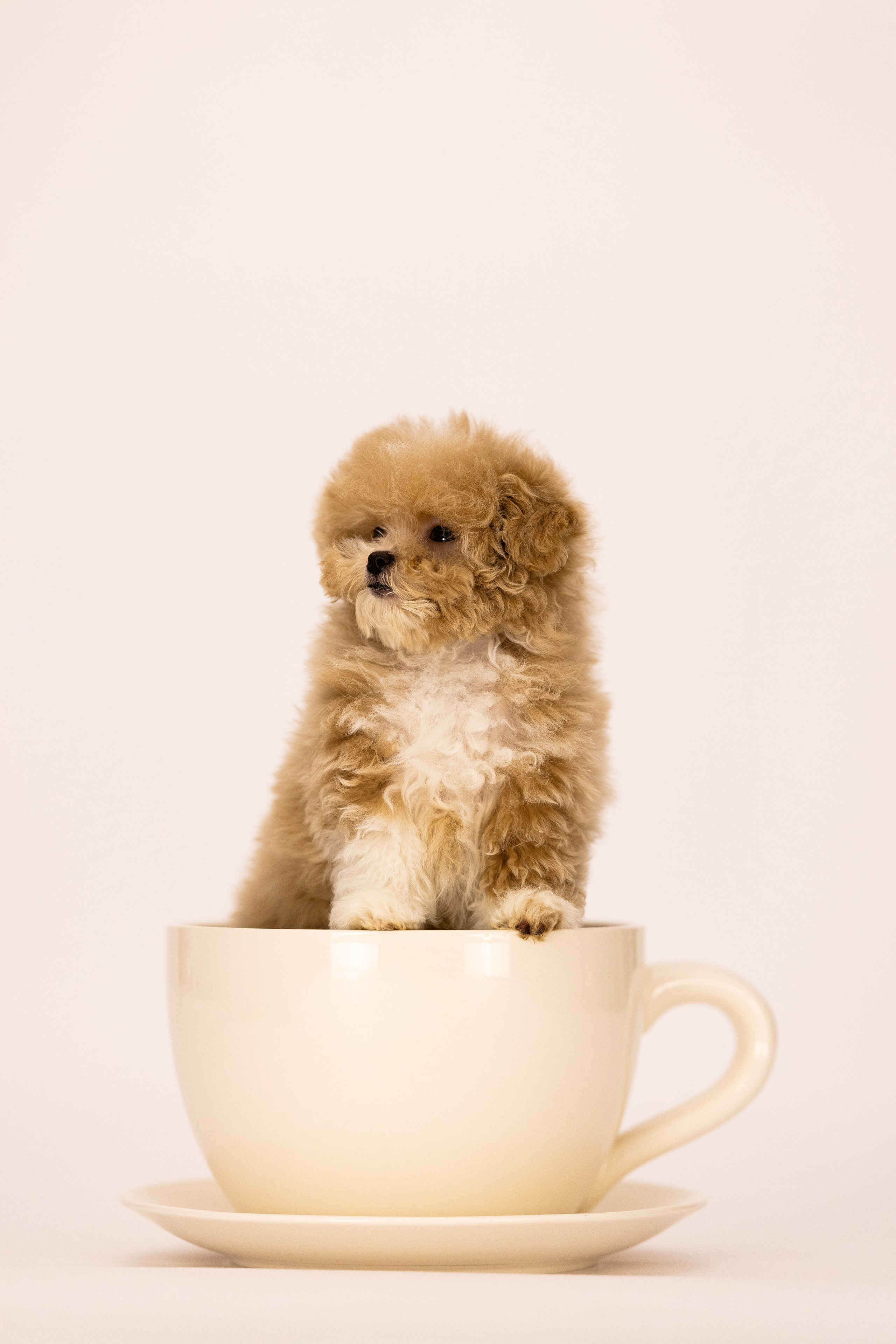 Мальтипу. Фотограф и видеограф анималист Аганина Дарья