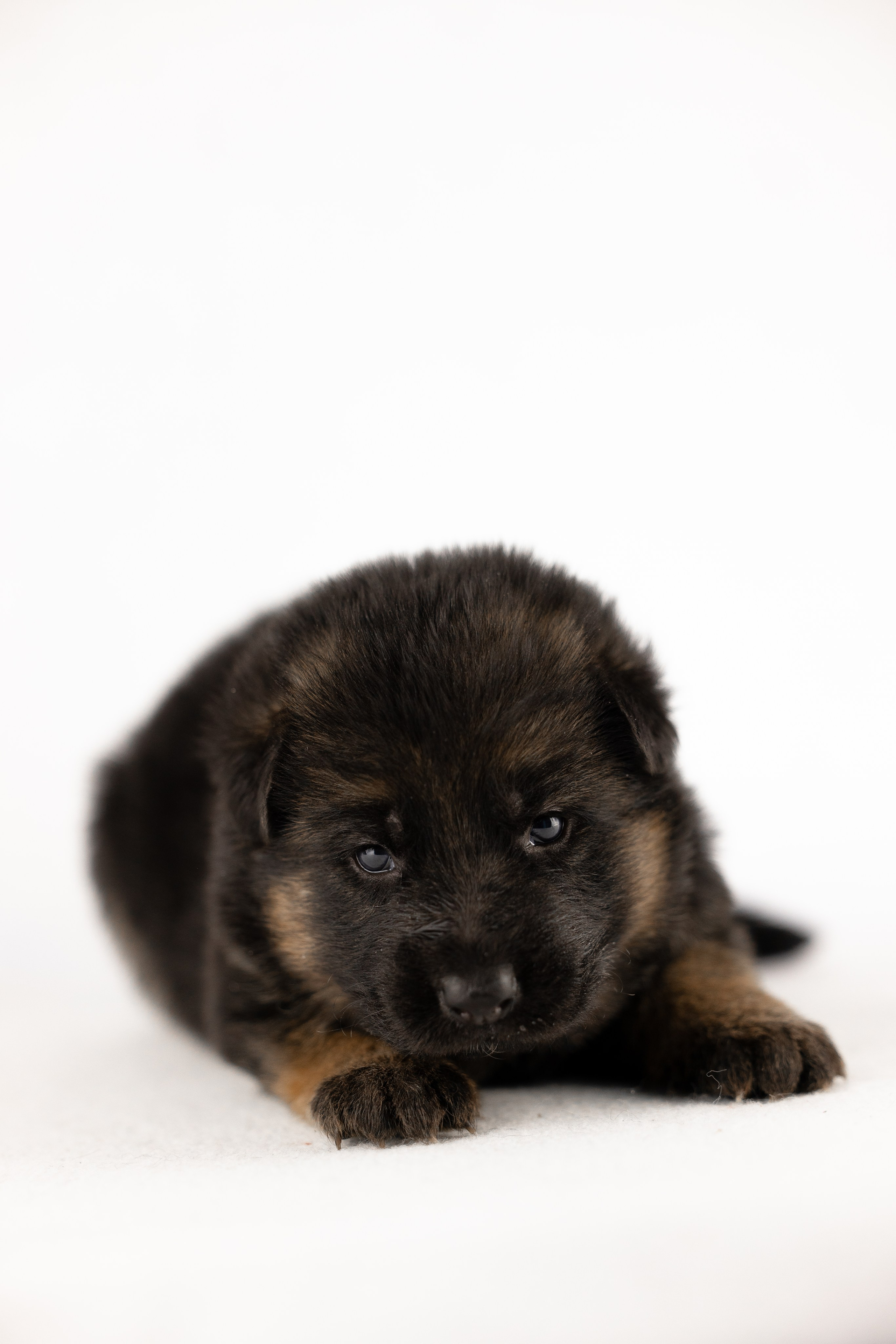 Немецкая овчарка. Фотограф и видеограф анималист Аганина Дарья