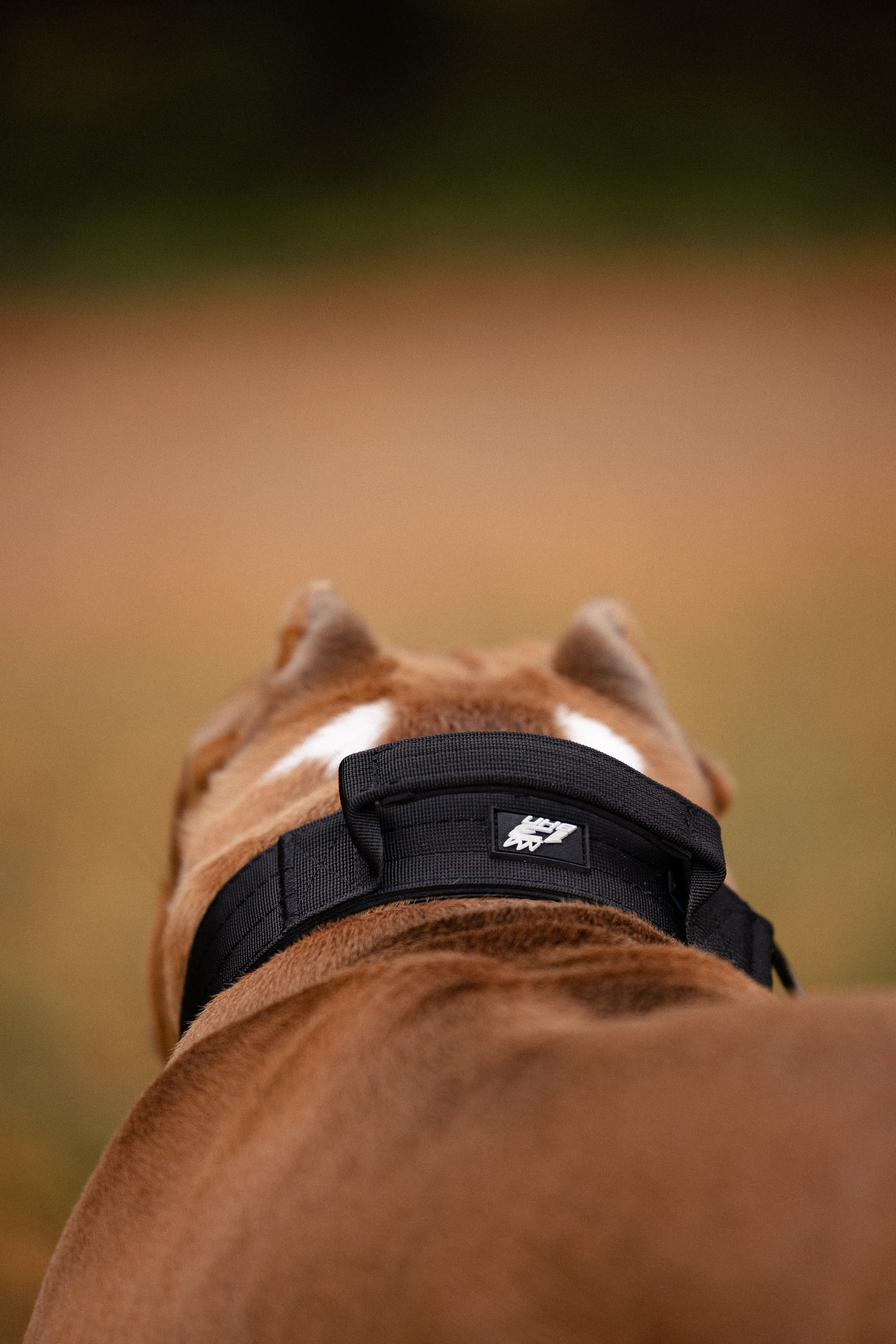 Алена и Тор. Фотограф и видеограф анималист Аганина Дарья