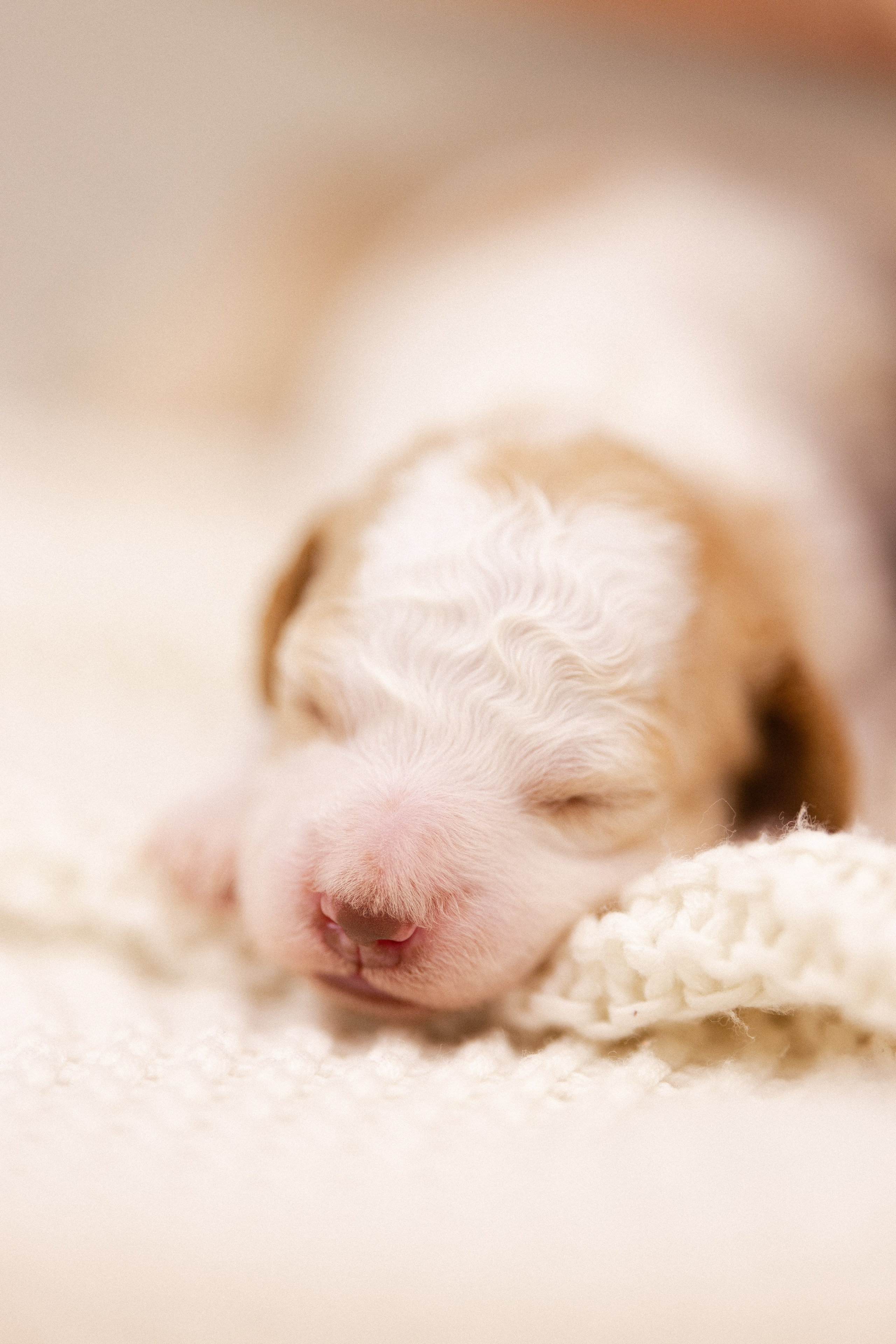 Лаготто Романьоло. Фотограф и видеограф анималист Аганина Дарья