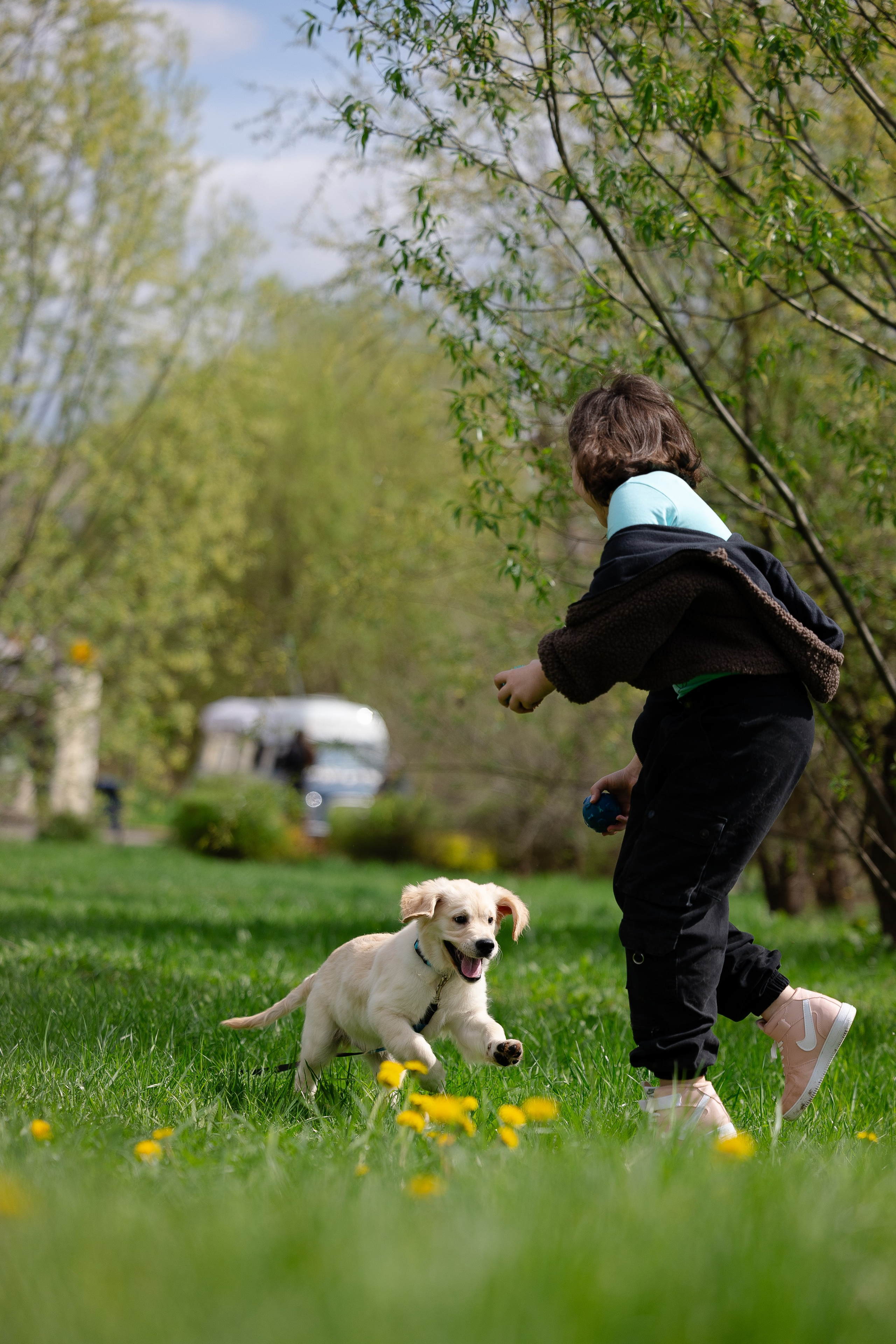 Голден ретривер. Фотограф и видеограф анималист Аганина Дарья
