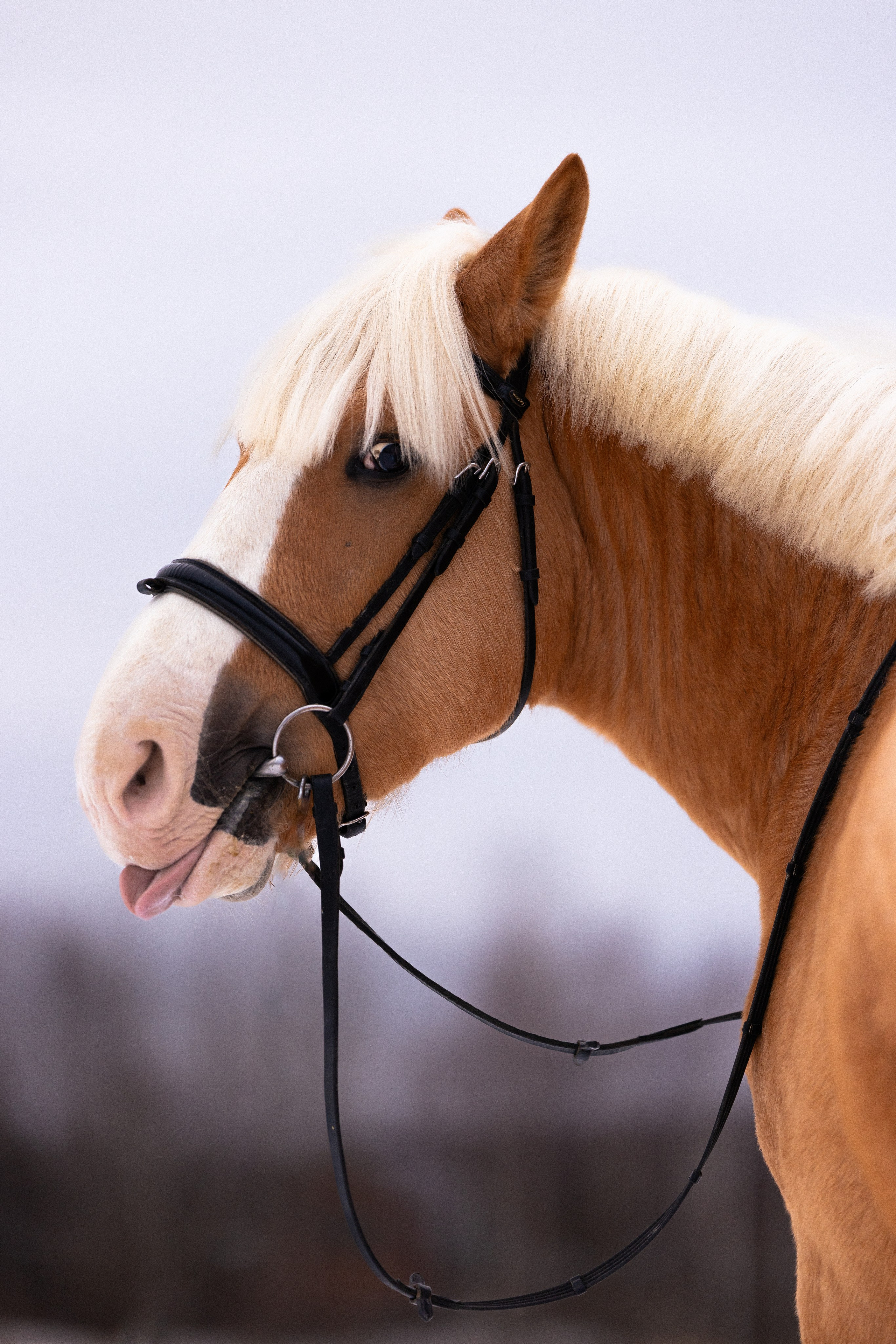 Бейкер. Фотограф и видеограф анималист Аганина Дарья