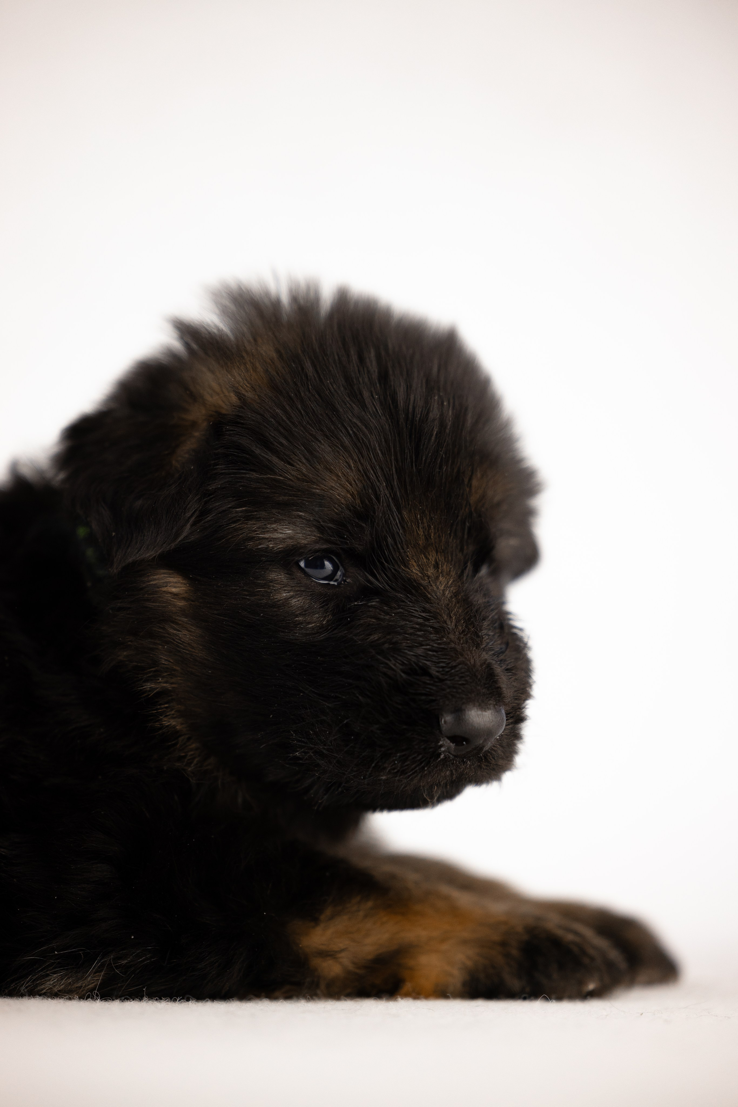 Немецкая овчарка. Фотограф и видеограф анималист Аганина Дарья