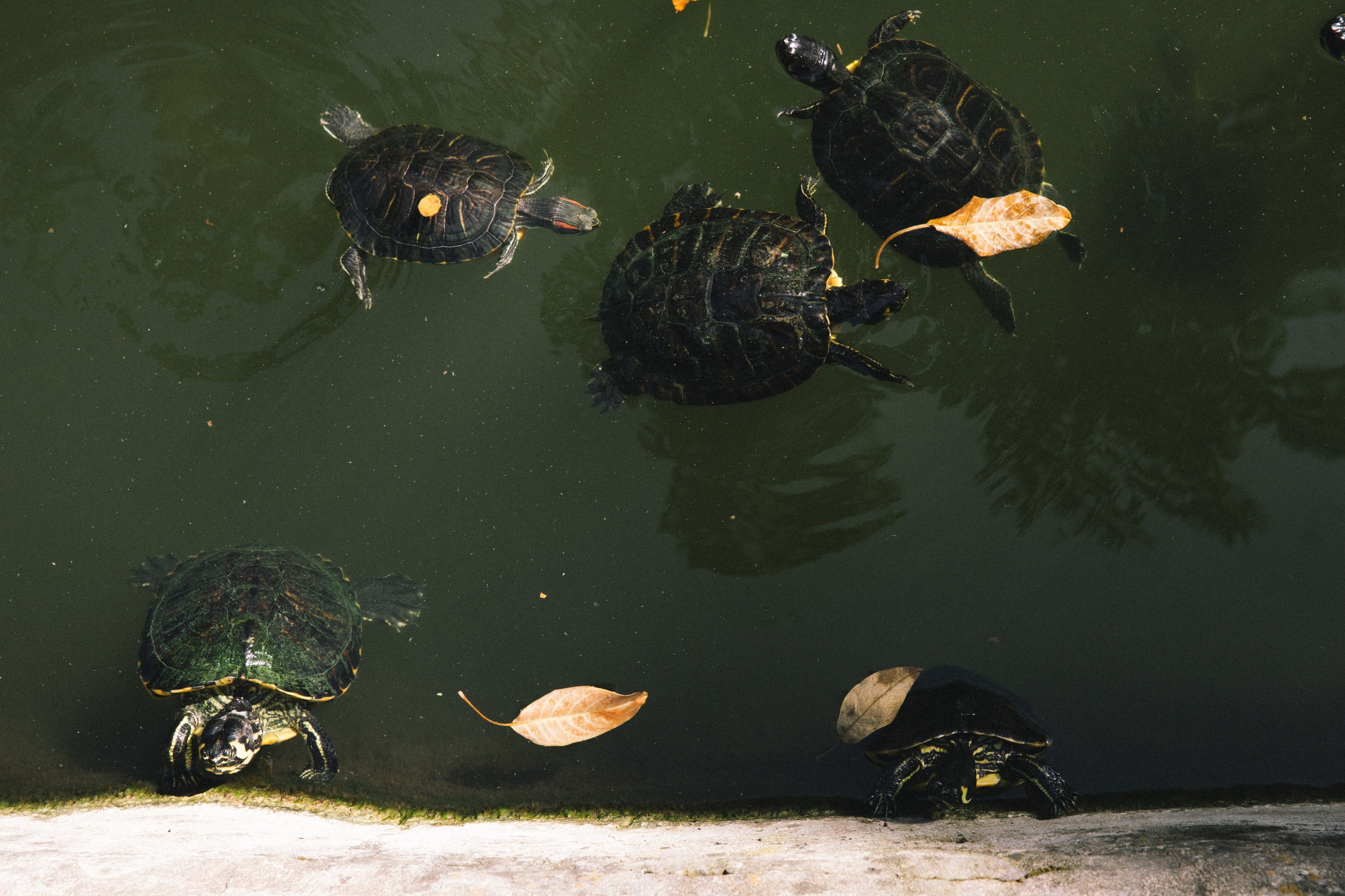 Афины. Свадебный фотограф Москва Степановский Александр