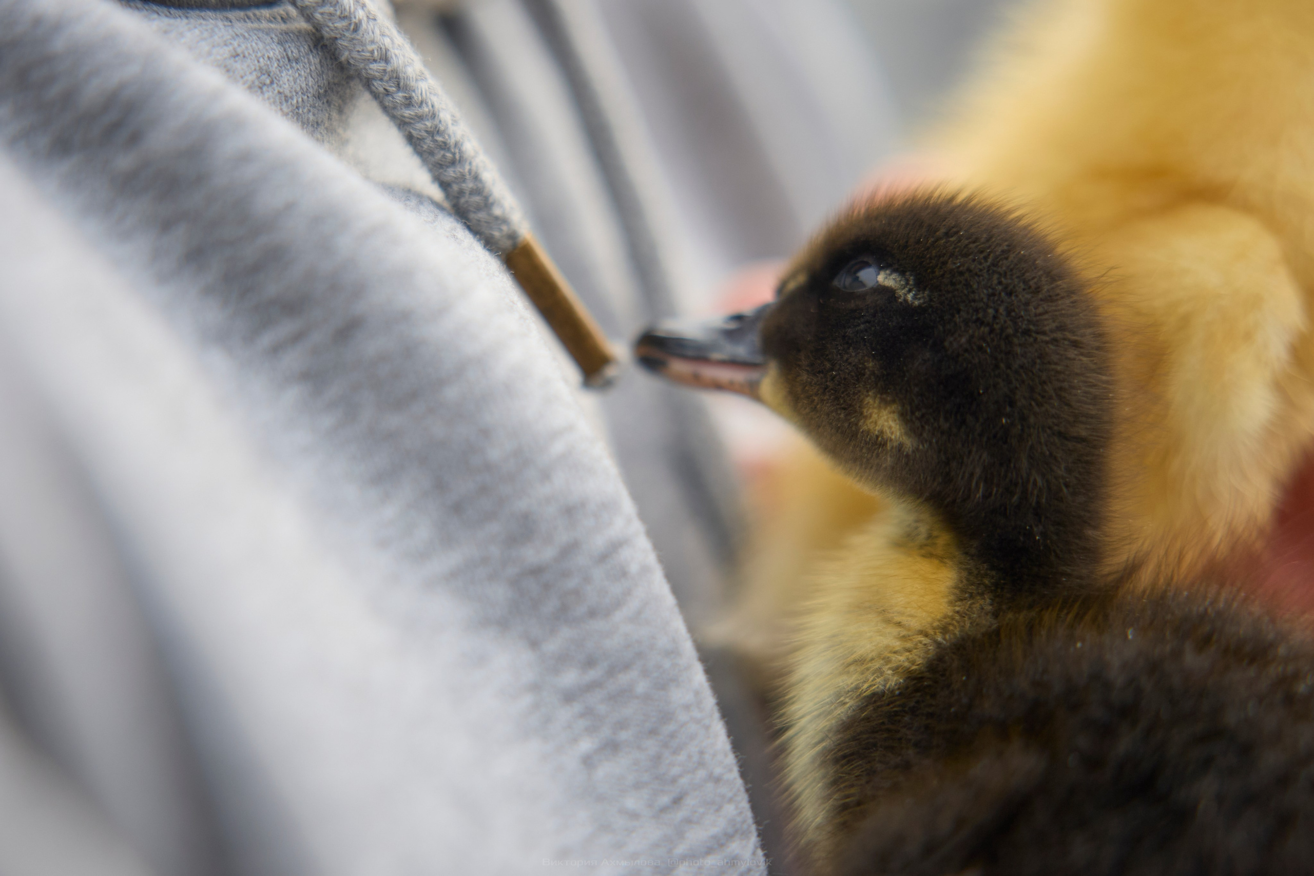 Фауна. Виктория Ахмылова. Фотограф в Москве