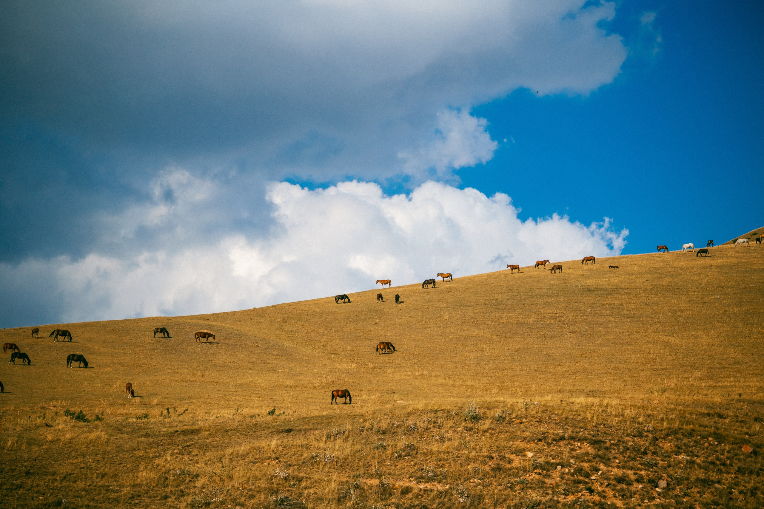 Плато Ассы, озеро Иссык и водопад: комфорт-маршрут, джипы, мини-группа. Экскурсии и туры по Алматы