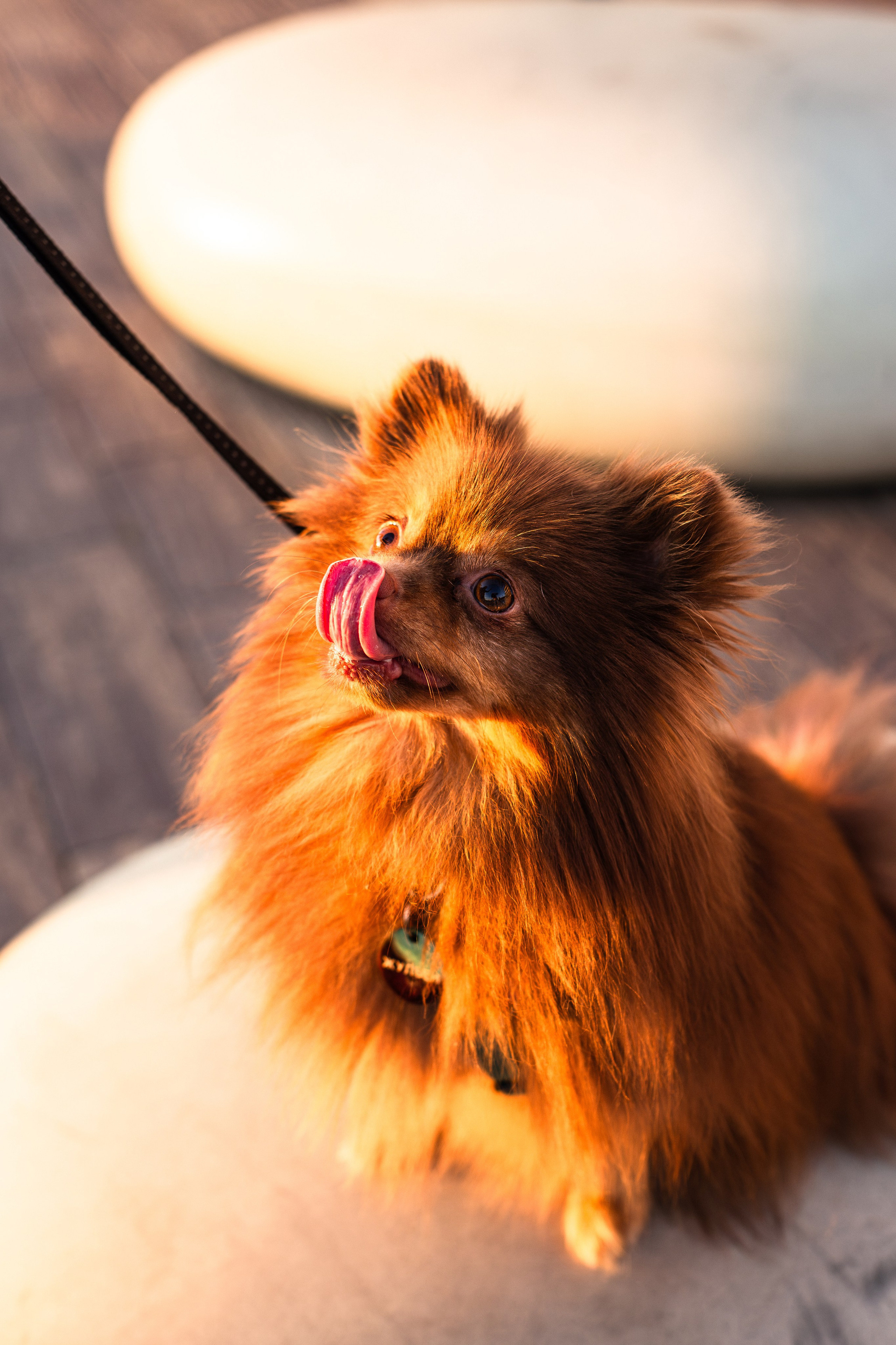 Настя и Жульен. Фотограф-анималист Мария Баркевич | Москва