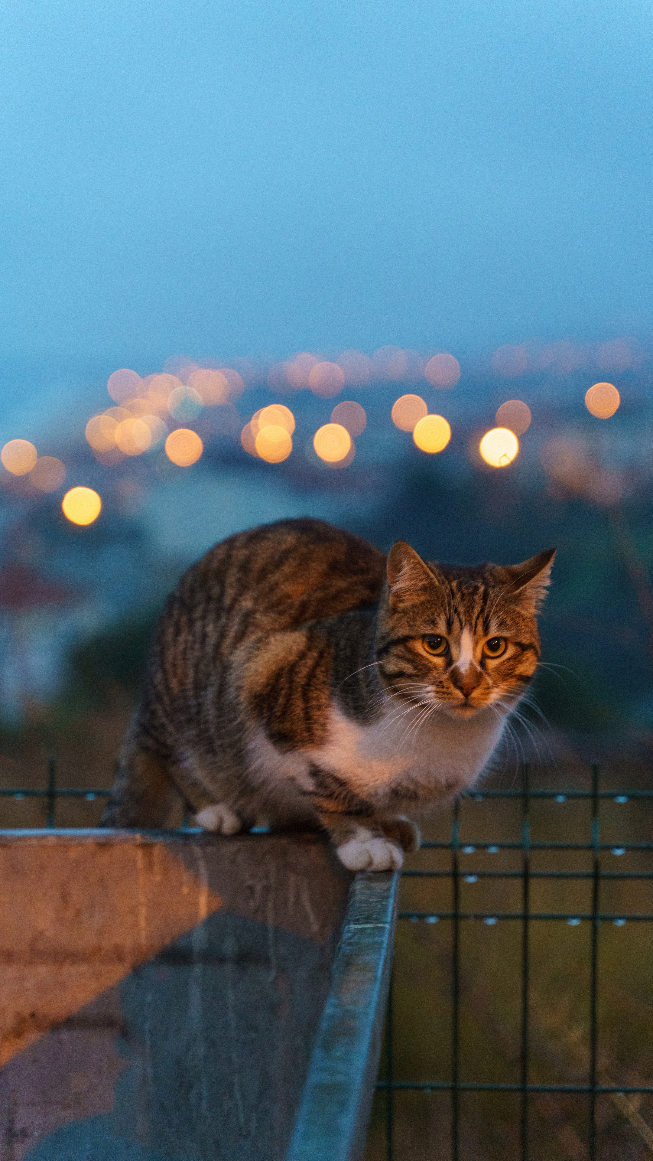 Кошки. Фотографии Дмитрия Захаренко