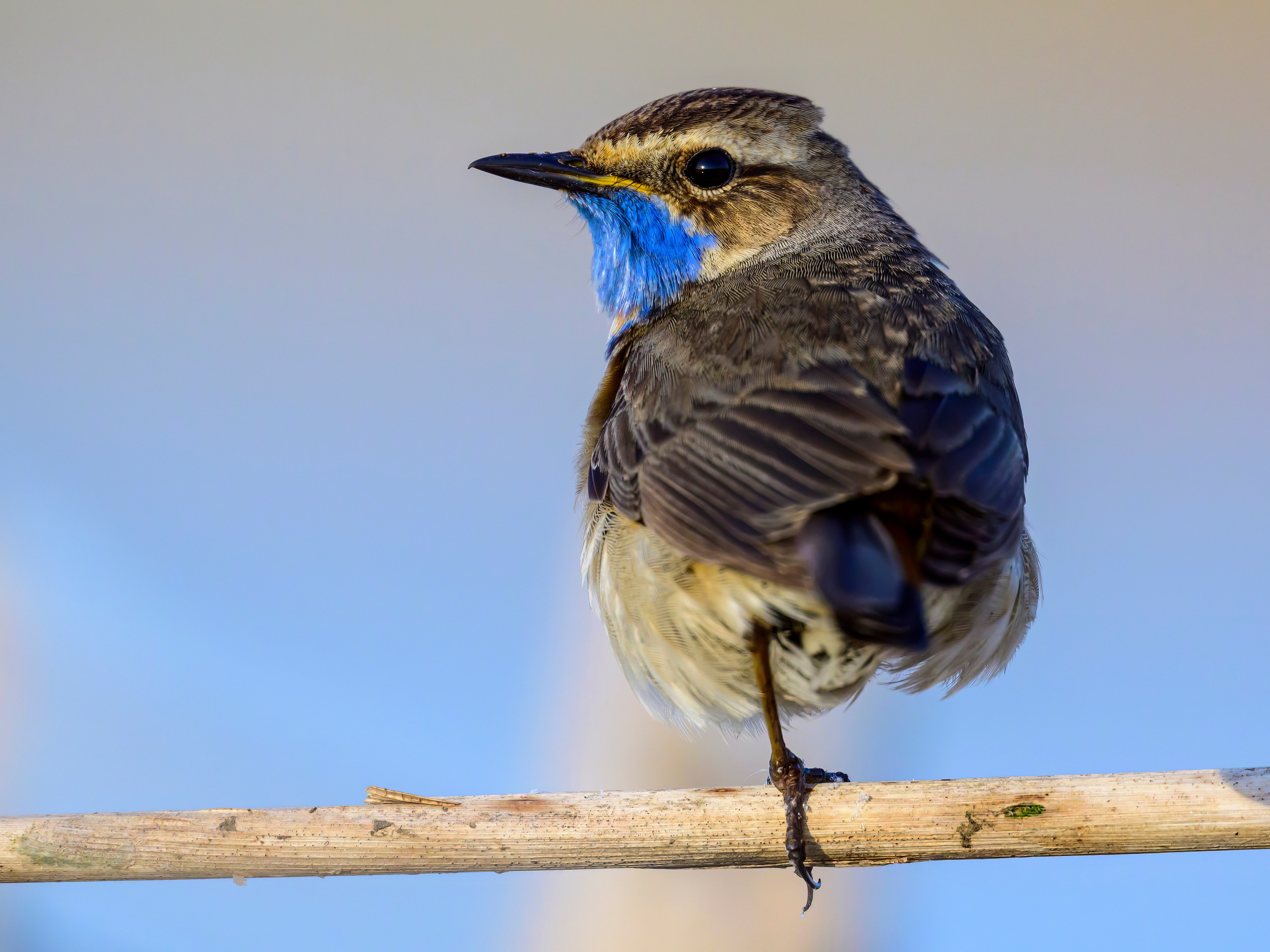 Веретенник. Фотограф Сергей Пупонин