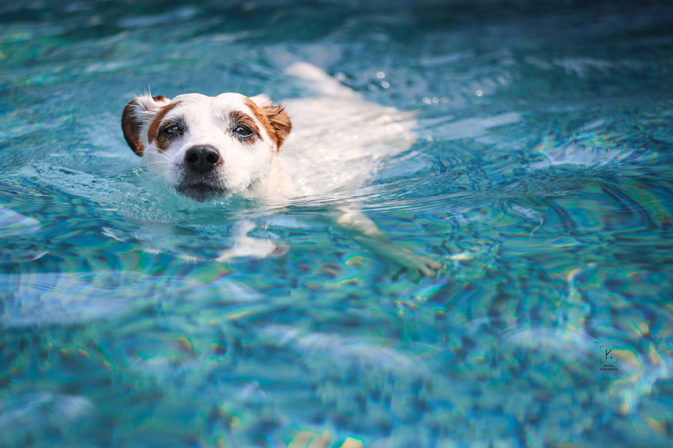 Съемка собак. Анималистика. Репортаж. Индивидуальная съемка