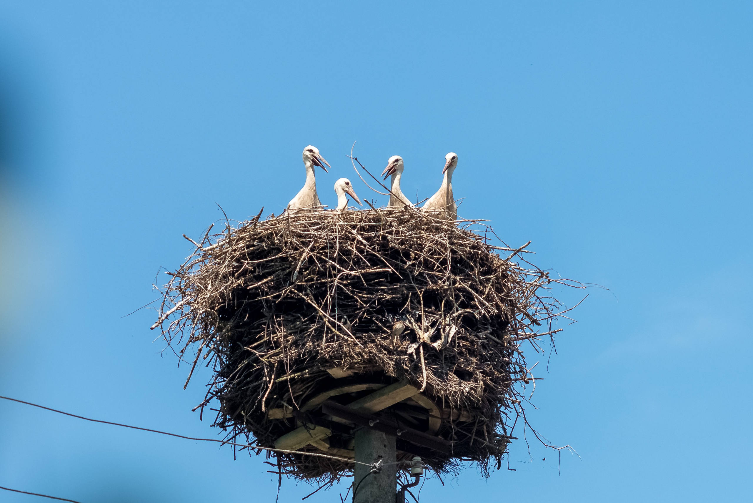 Деревня Барышье. Женский фотограф Крещение Венчание Москва Брянск