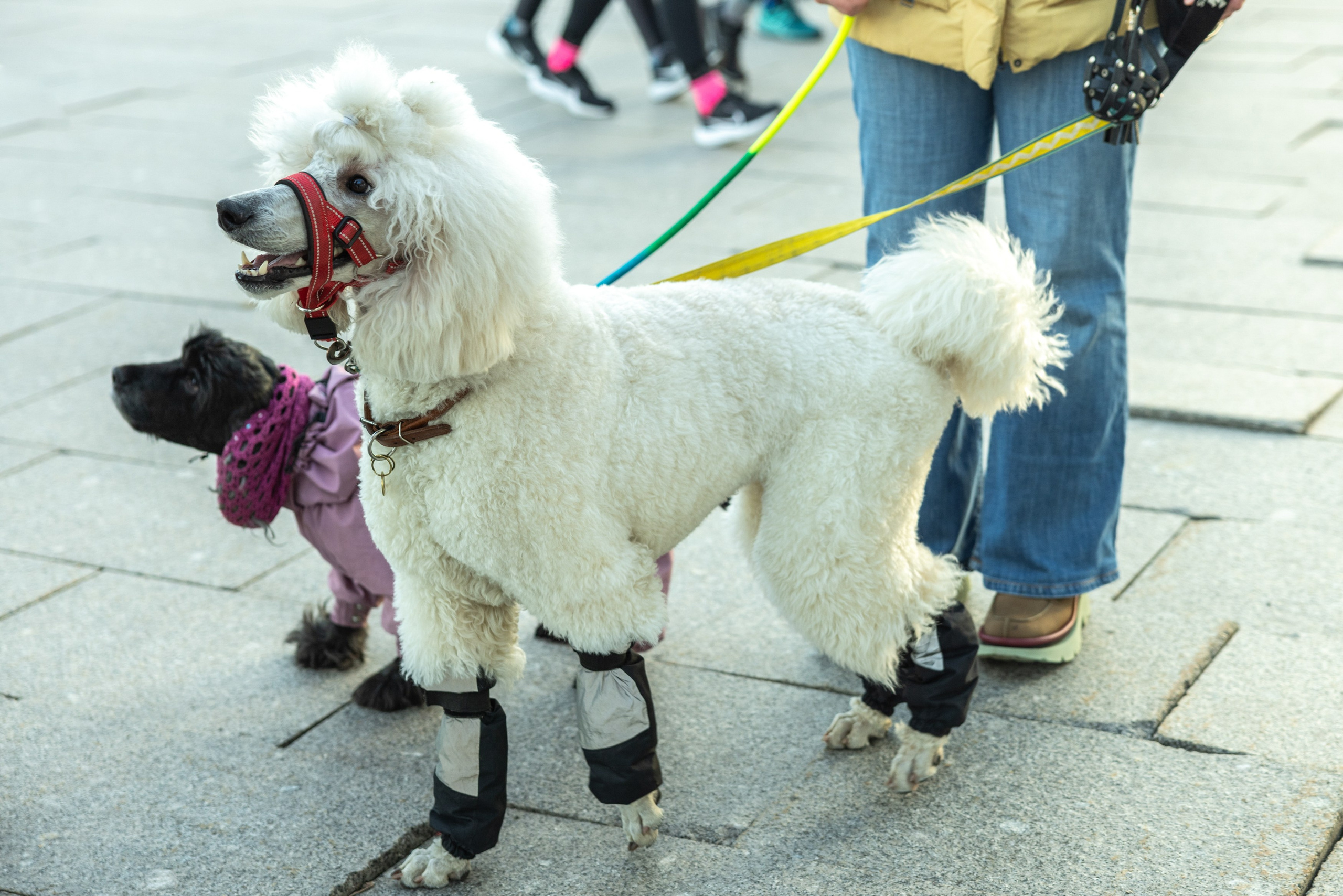 Клуб грумеров (прогулка и семинары). Виктория Зудина — фотограф в Москве