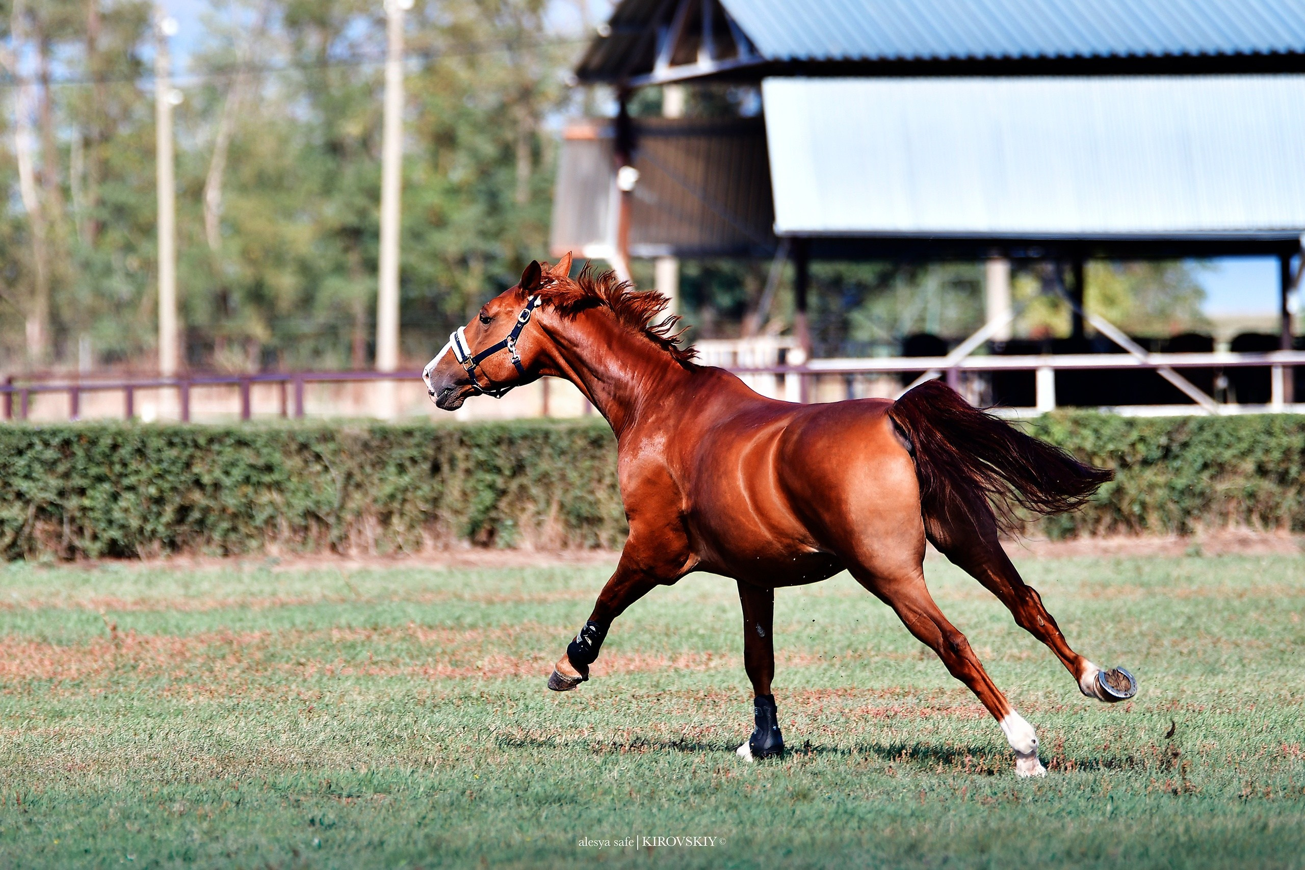 Кировский конный завод. Конный фотограф Alesya Safe