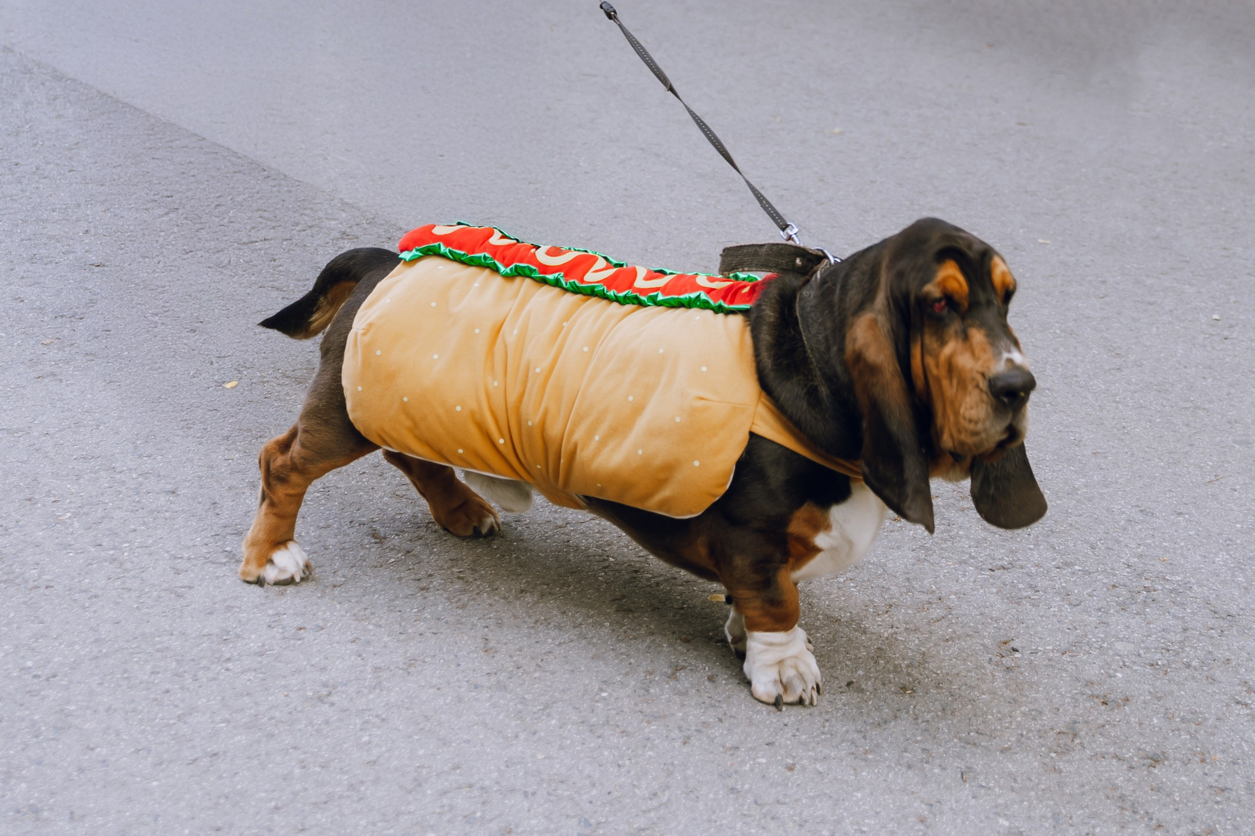 Площадка фестиваля «Мампус и его друзья» в Лесопарке 2025. Фотограф Надежда Погребняк | Рязань | Москва