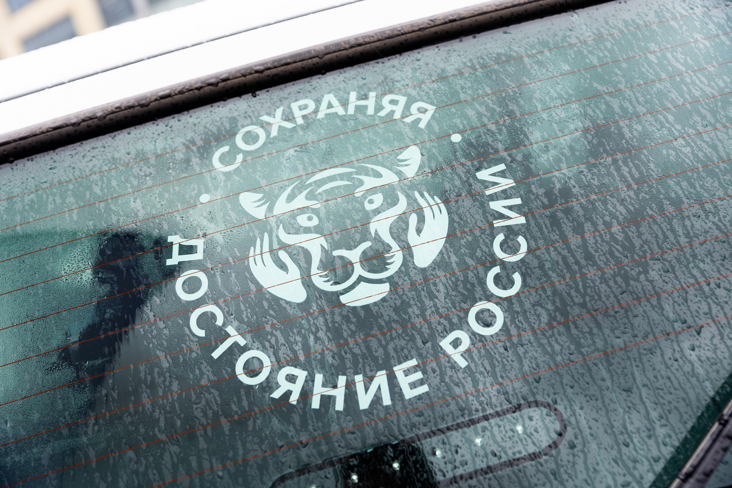 Амурский тигр. Репортажный фотограф во Владивостоке