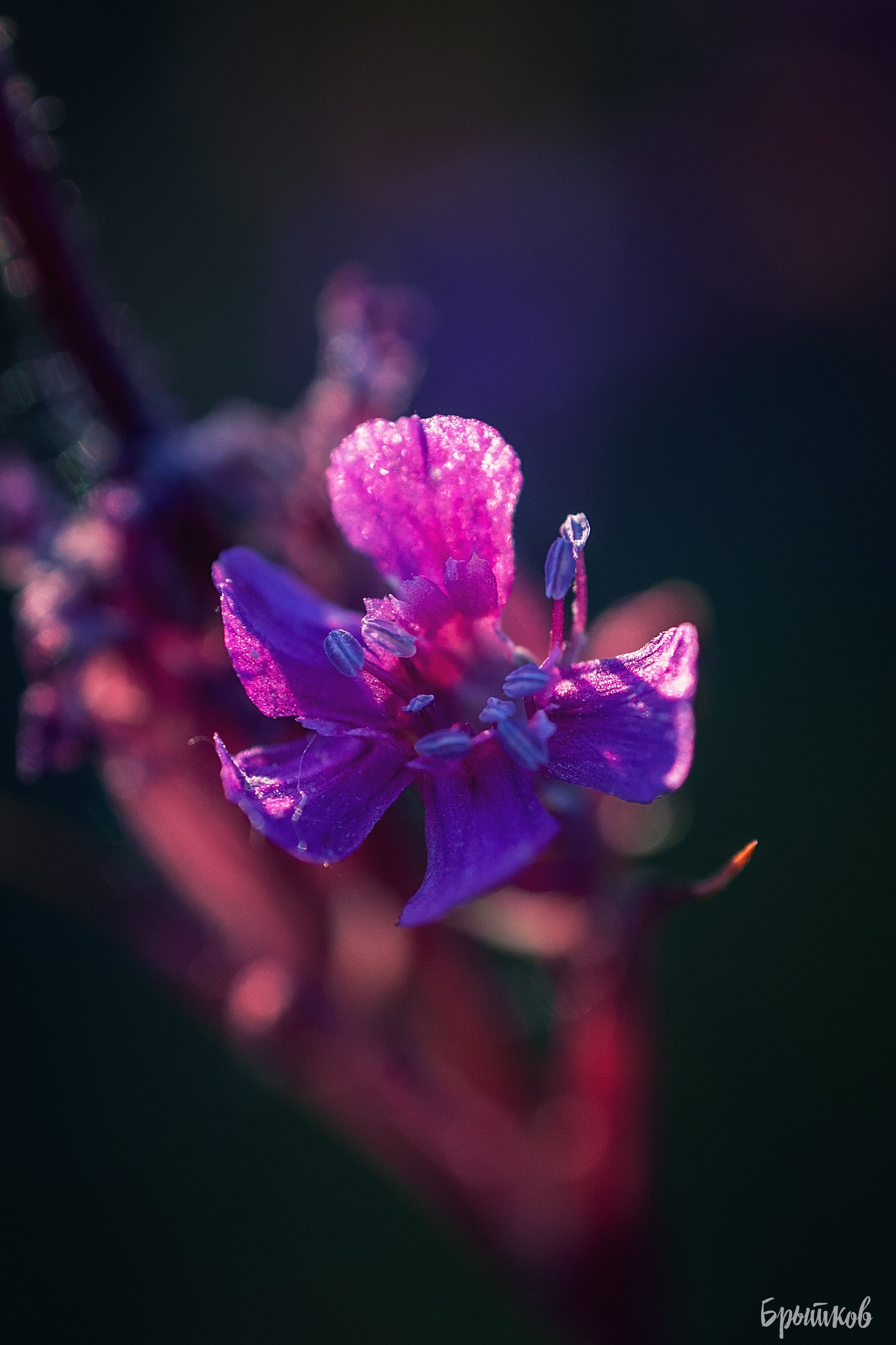 Поля. Смолка клейкая. Николай Брытков — фотограф в Туле