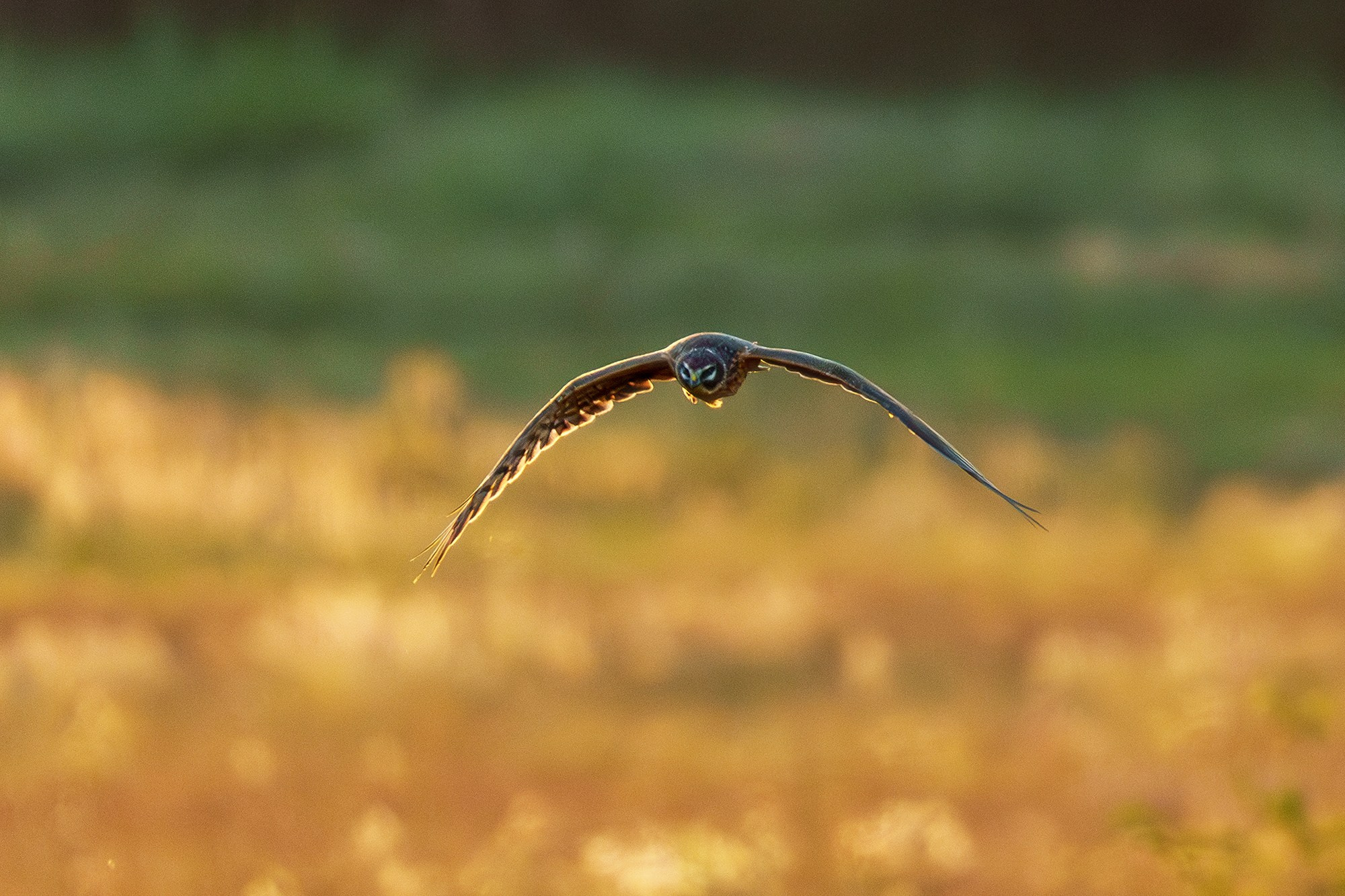 Удивительные мир птиц. Вокруг нас столько прекрасного — присмотритесь!. Ваш личный фотограф Марина Волкова