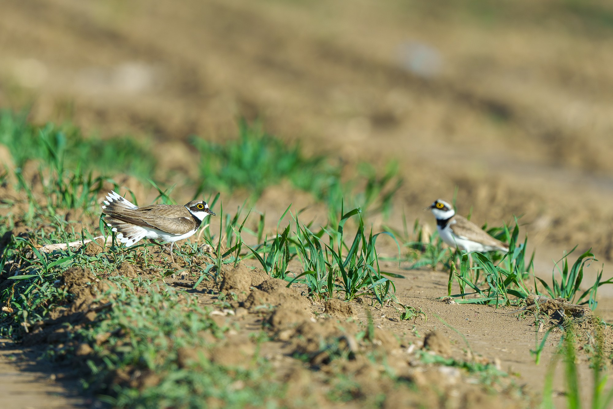 Удивительные мир птиц. Вокруг нас столько прекрасного — присмотритесь!. Ваш личный фотограф Марина Волкова
