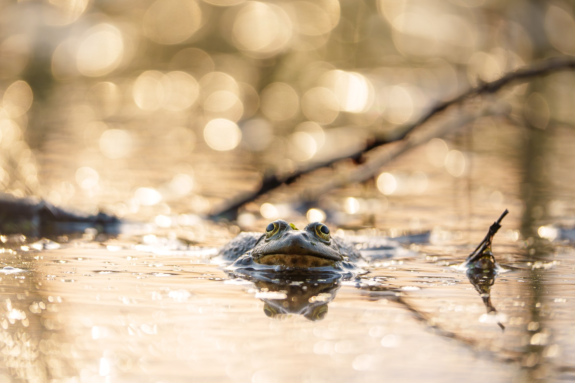 Животные. Ваш личный фотограф Марина Волкова