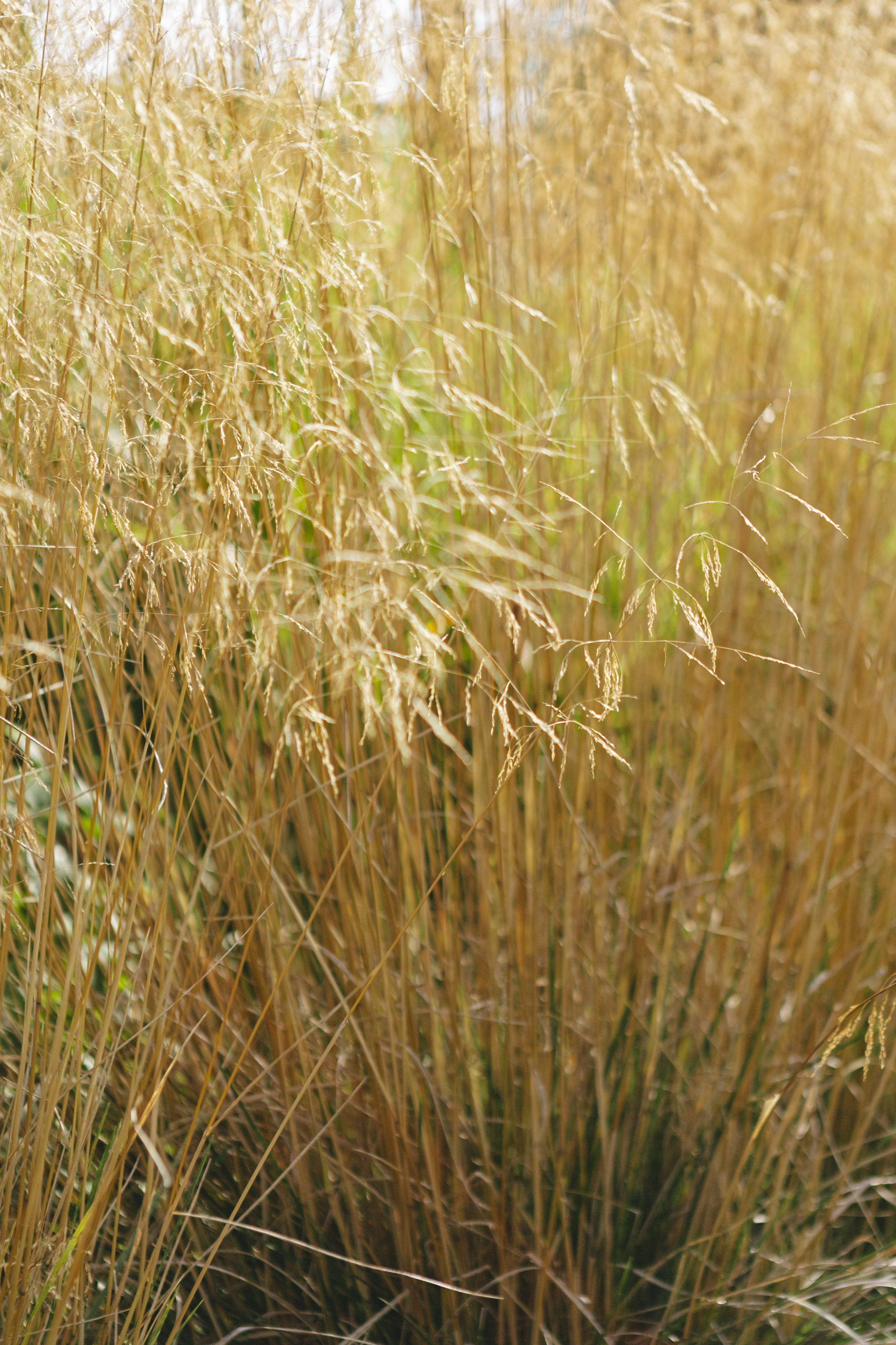 Виктория и Иван. Фотограф Дубровская Виктория