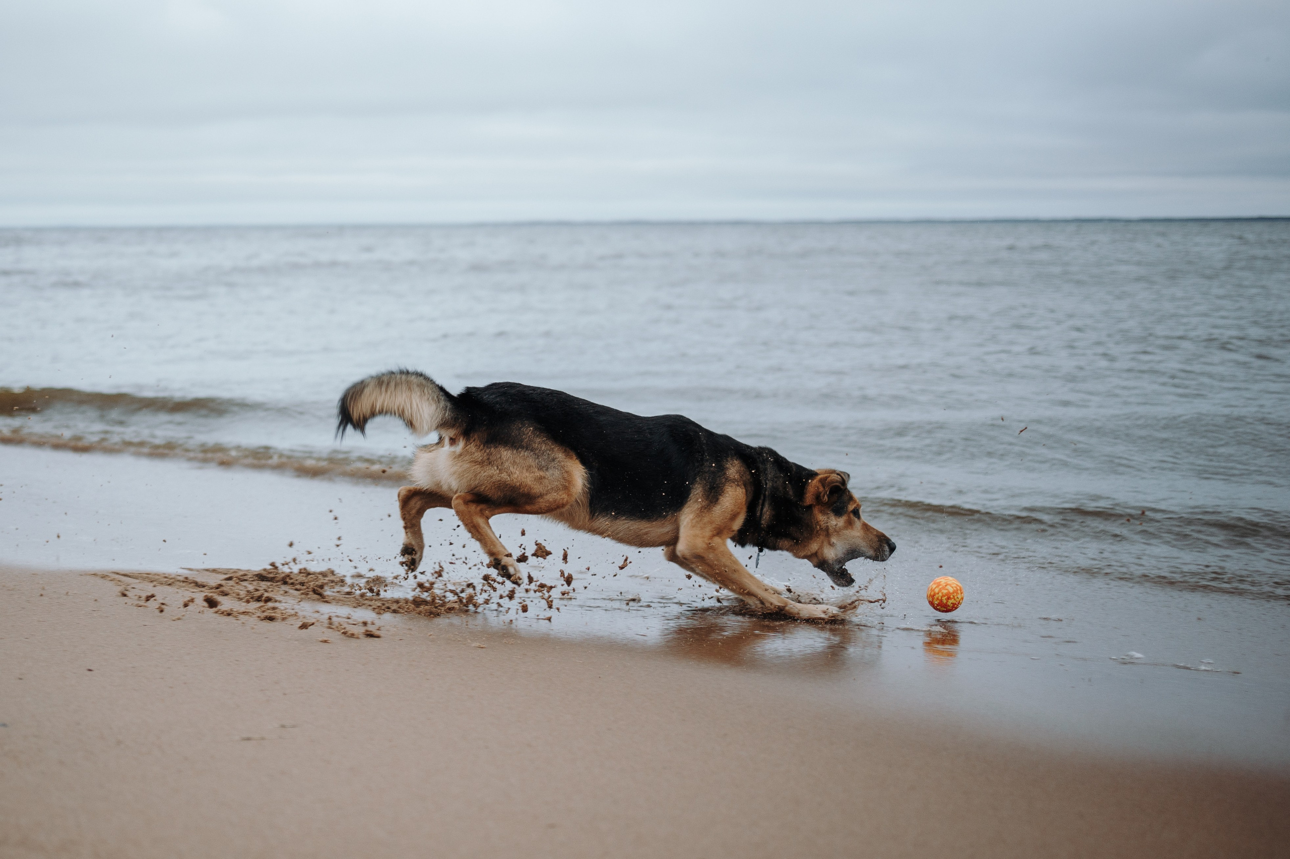 Наталья и Того. Фотограф — Анималист | Санкт-Петербург