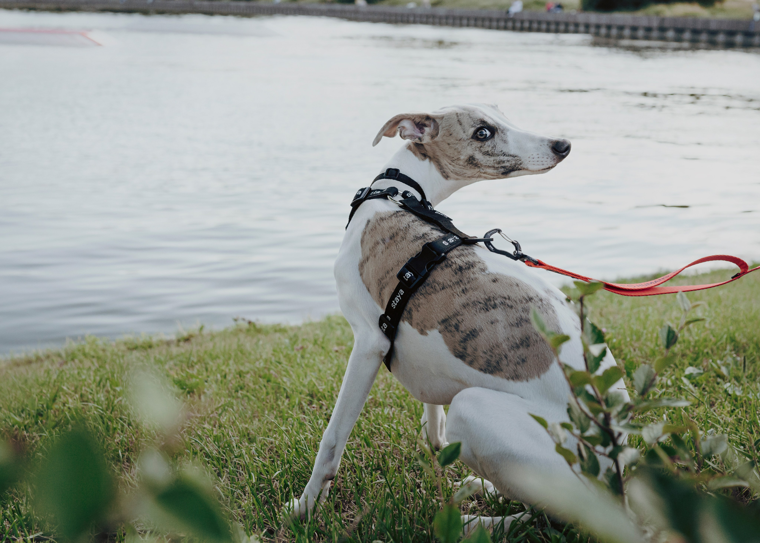 Ветка. Фотограф- анималист Александра Матвеева