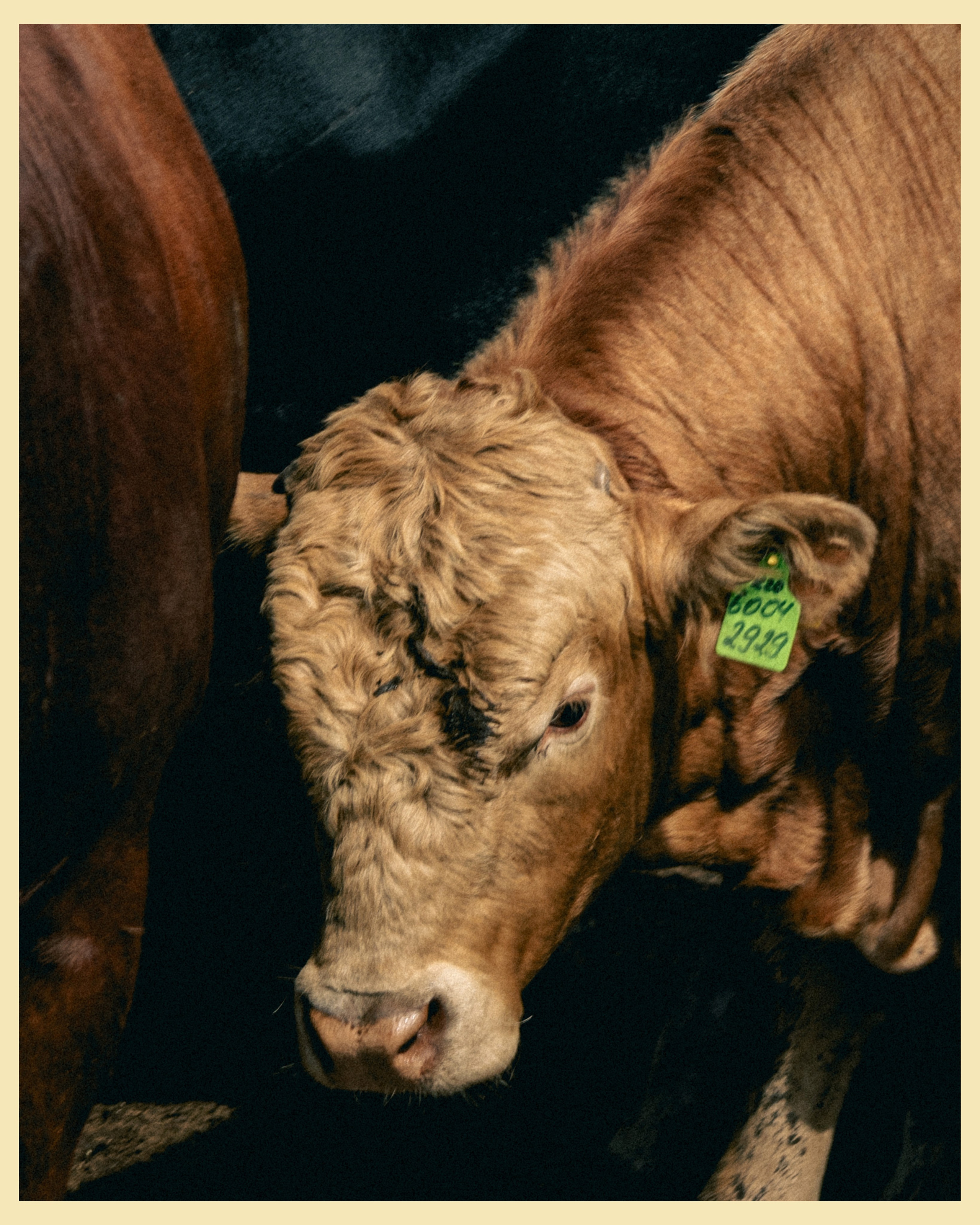 HBP x VANO. Ivan Petrov photographer