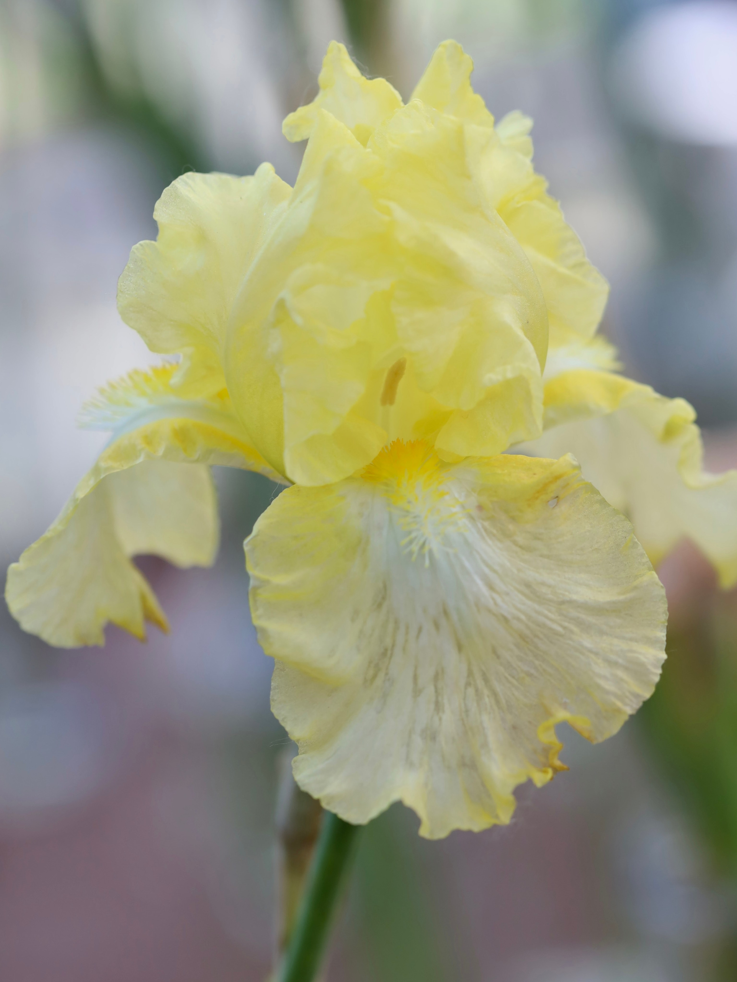 Фестиваль пионов и ирисов в Аптекарском огороде — июнь 2023. Фотосессии и репортаж — Фотограф в Москве — Рина Серёгина