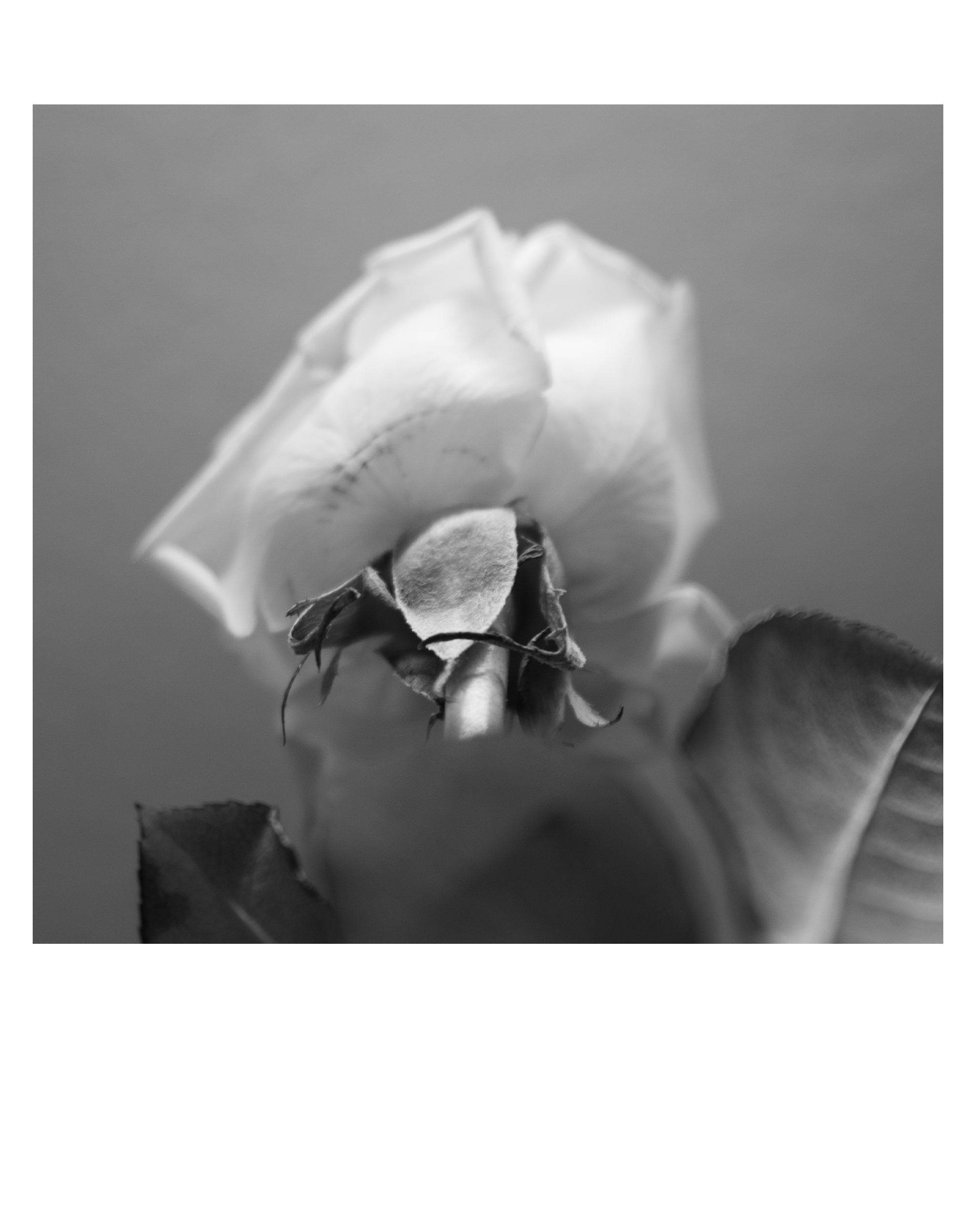 «Люди и растения». Фотограф Алиса Аспер