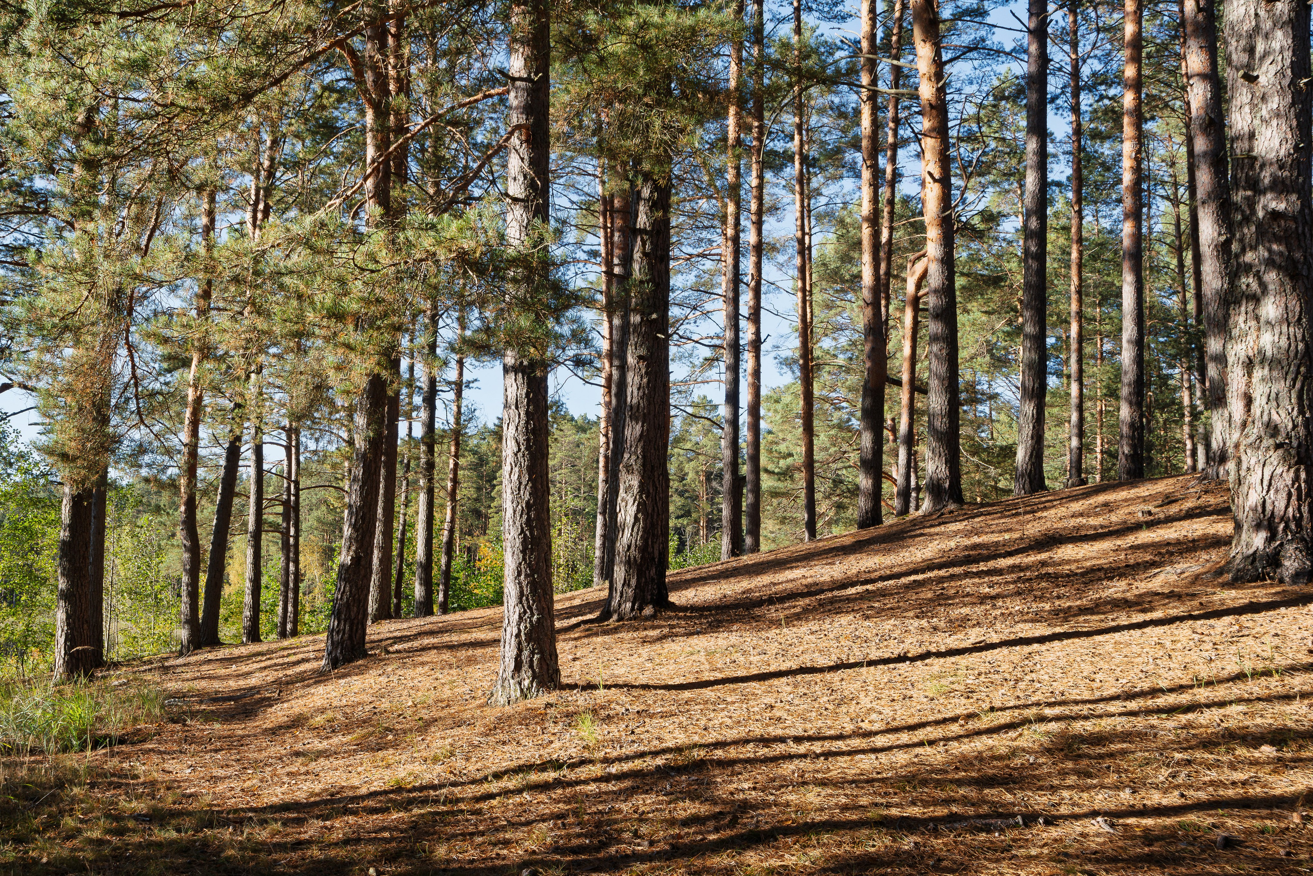 Голубые озера, Псковская область. Октябрь 2024. Фотограф Никифоров-Гордеев Сергей. Москва и МО