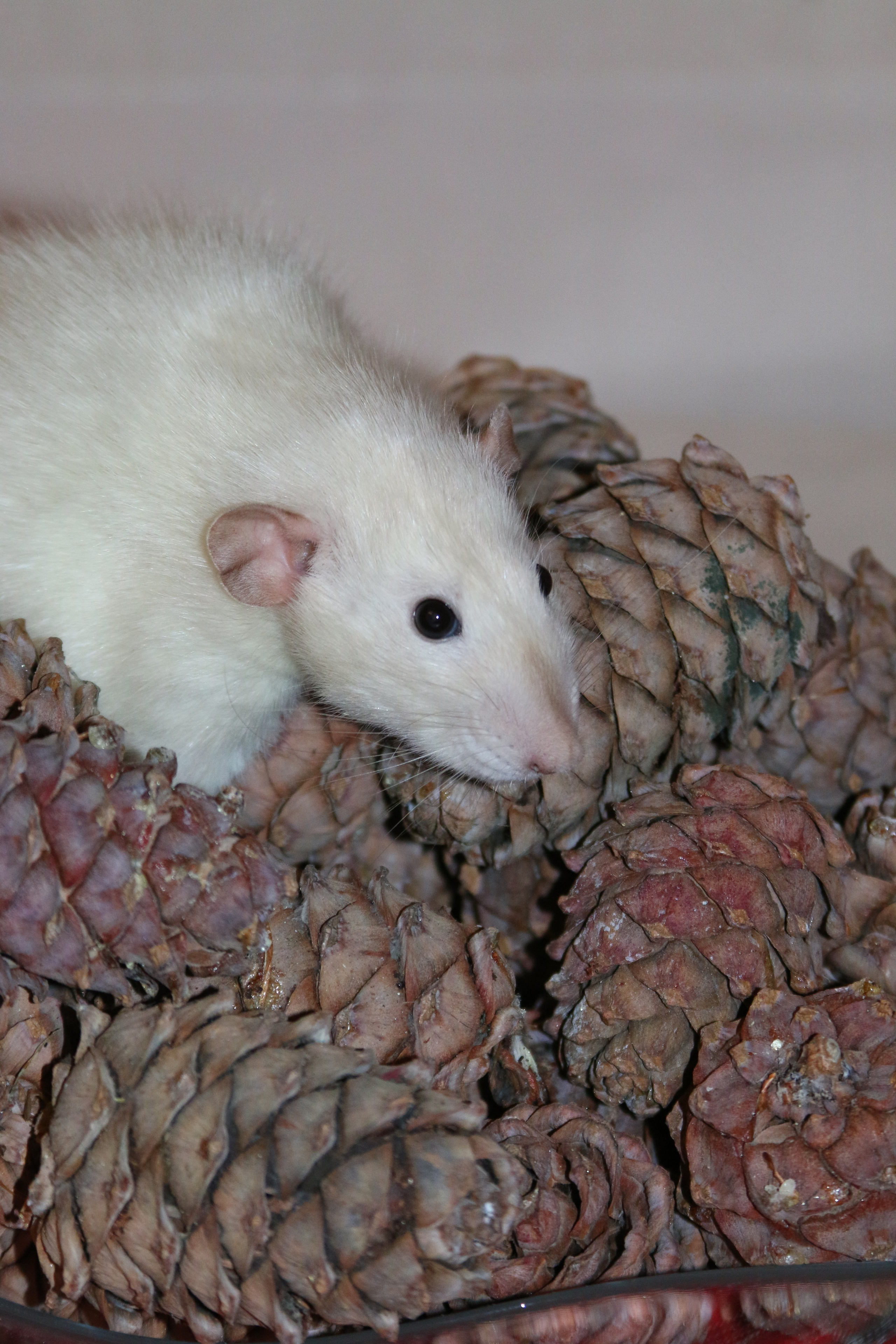 Съемка с питомцем