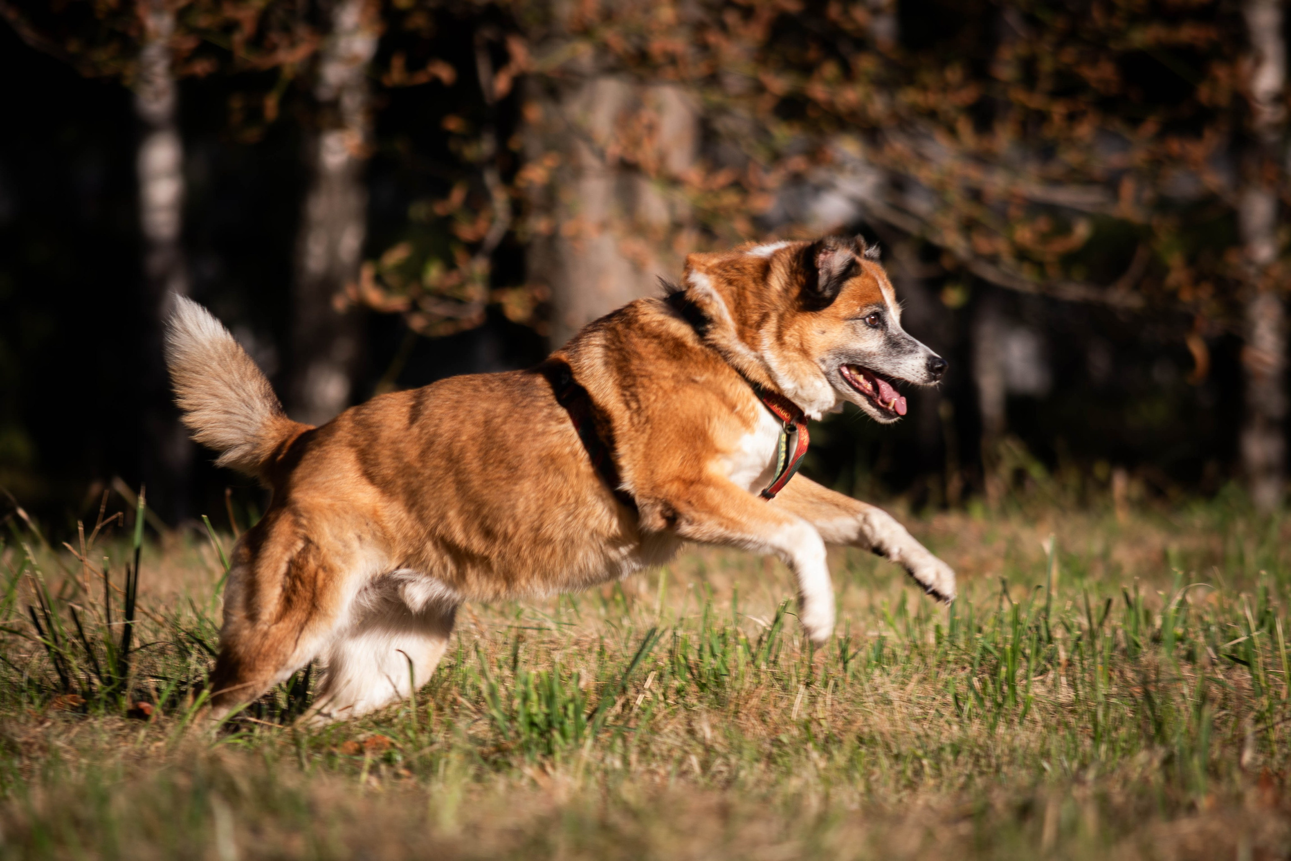 Ник и Полина. Фотограф Светлана Блинова, Москва и Московская область