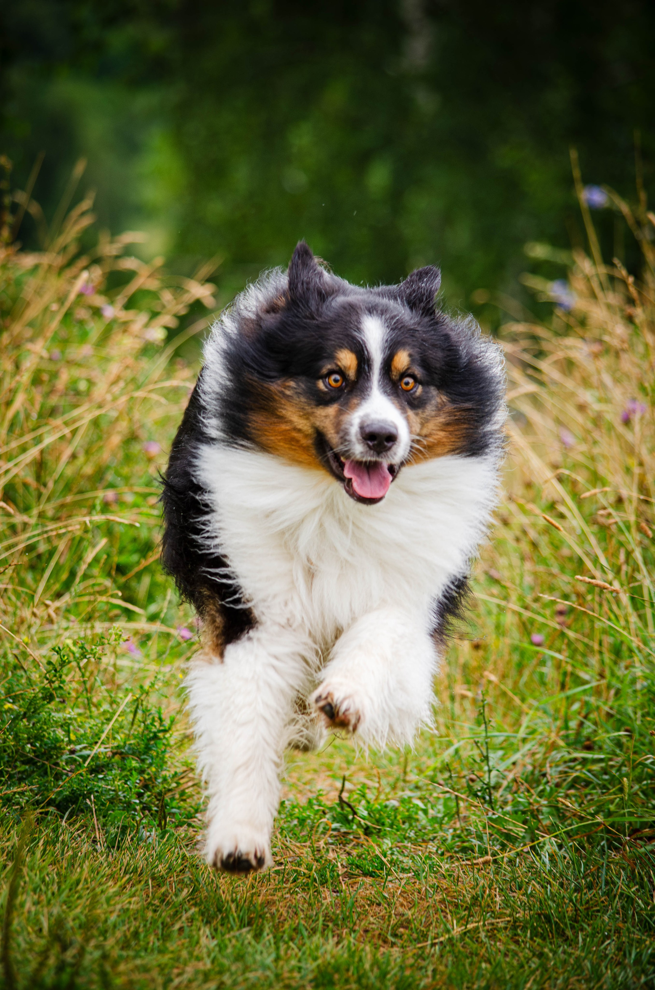 Арья и Оззи. Фотограф Светлана Блинова, Москва и Московская область