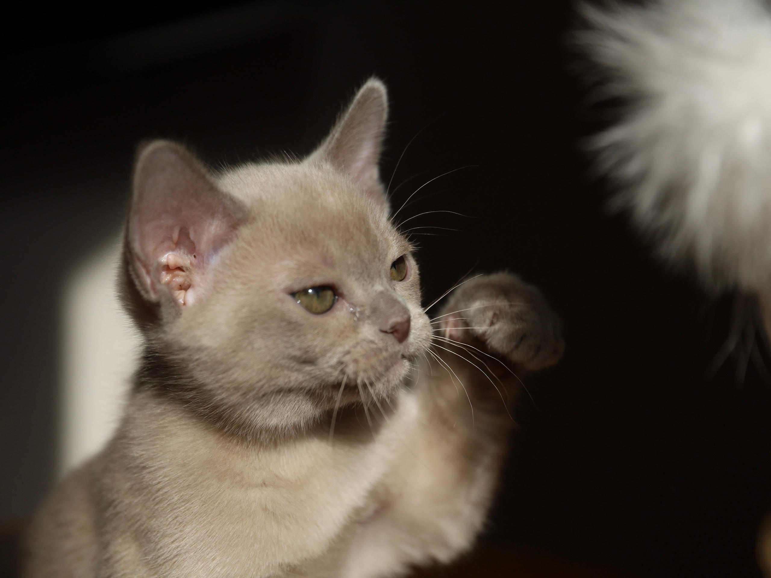 В. Питомник «Bouncy Life»