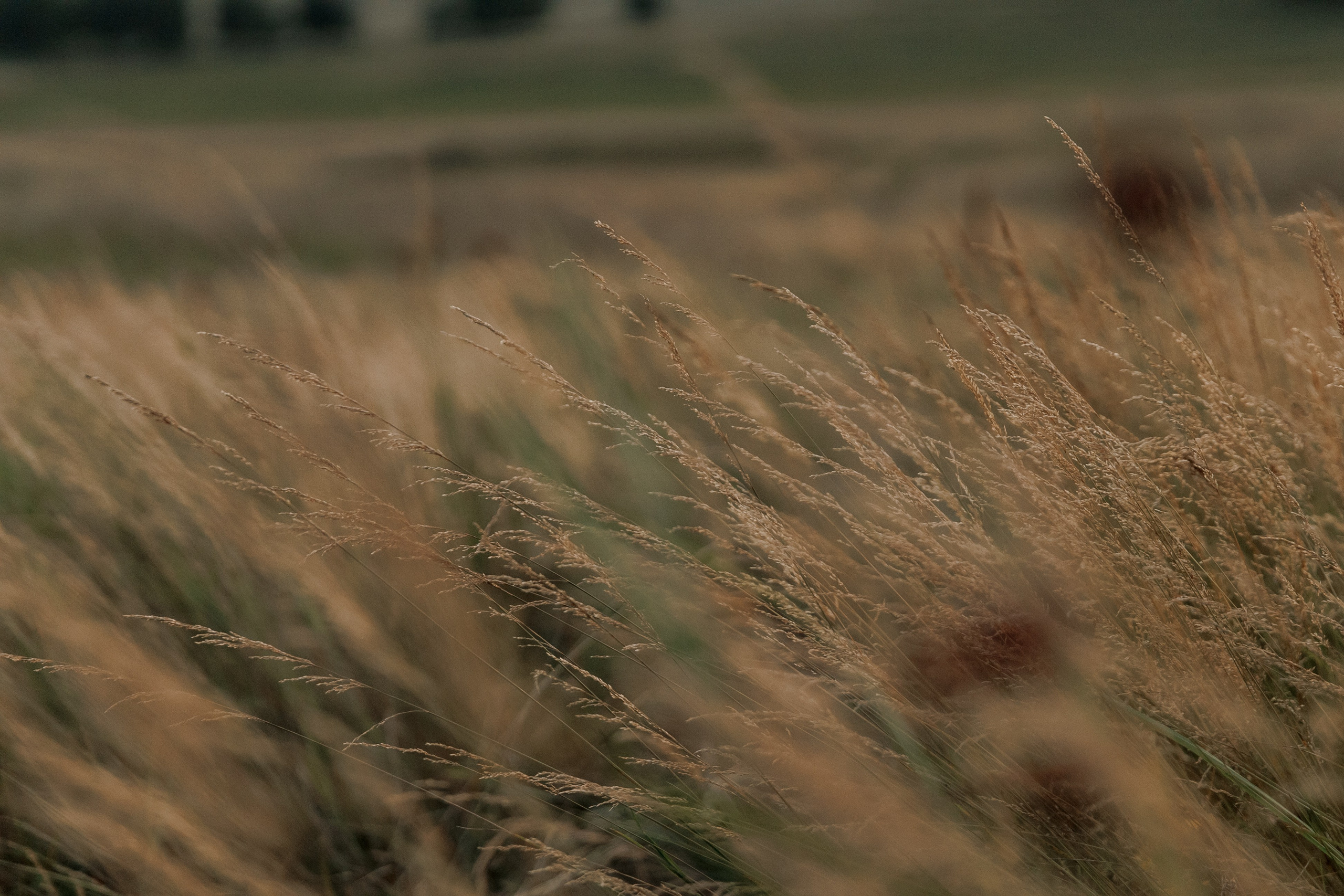 За городом. Свадебный и семейный фотограф в Екатеринбурге Катя Буряк