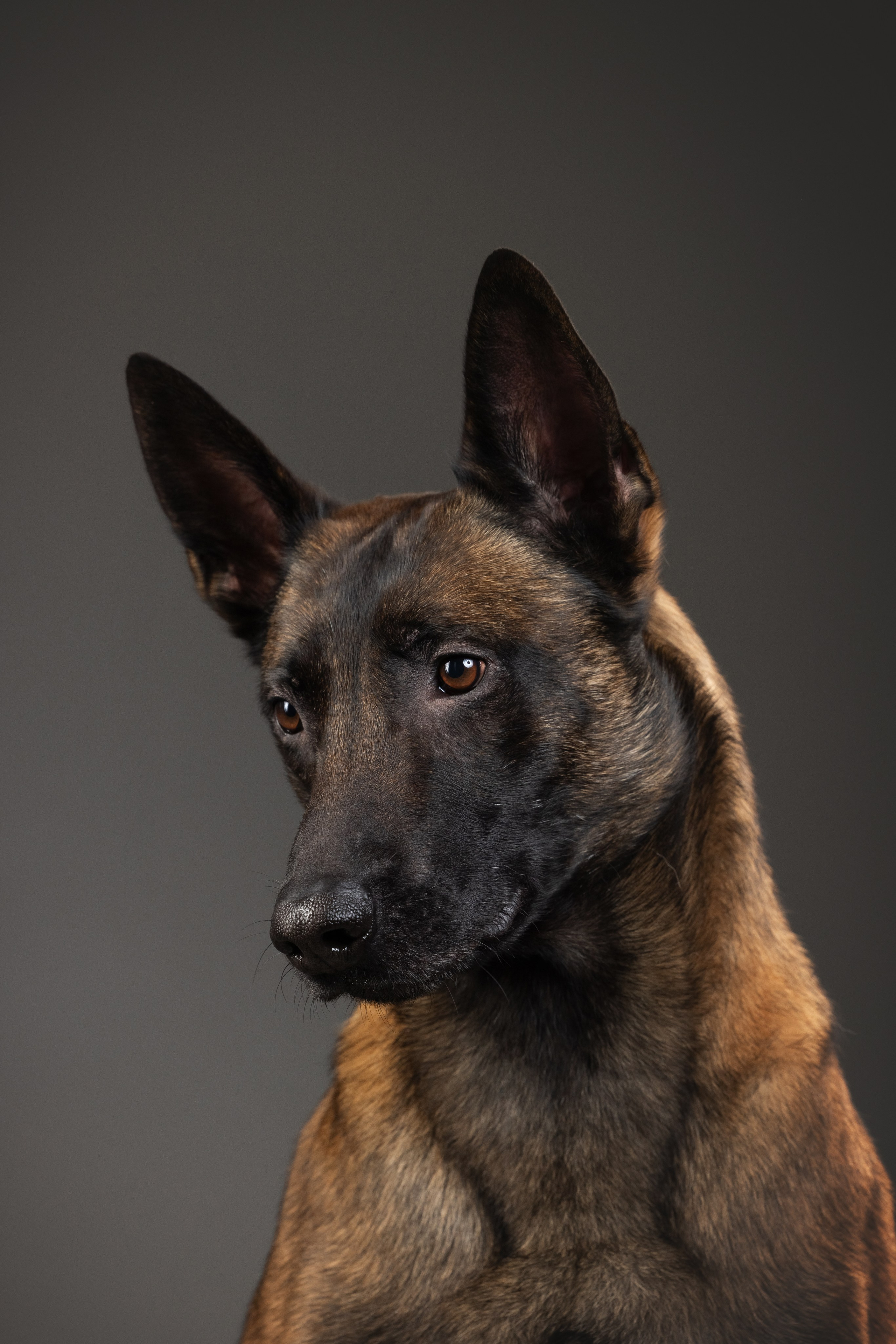 Рики и Гаруда. Фотограф анималист Осипчикова Мария