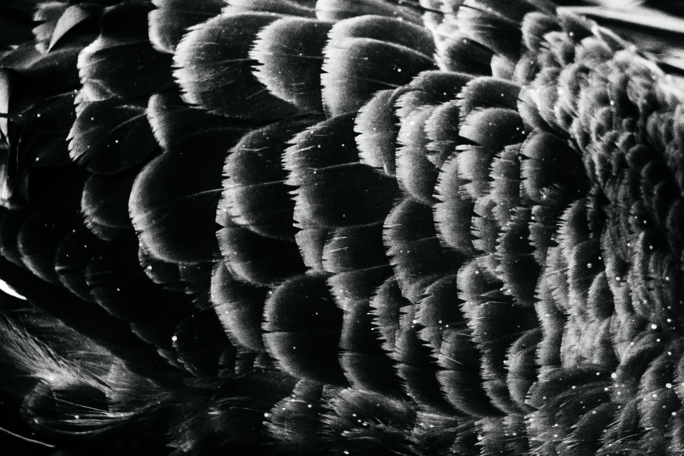 Helios. Photographer Mary Matveenko