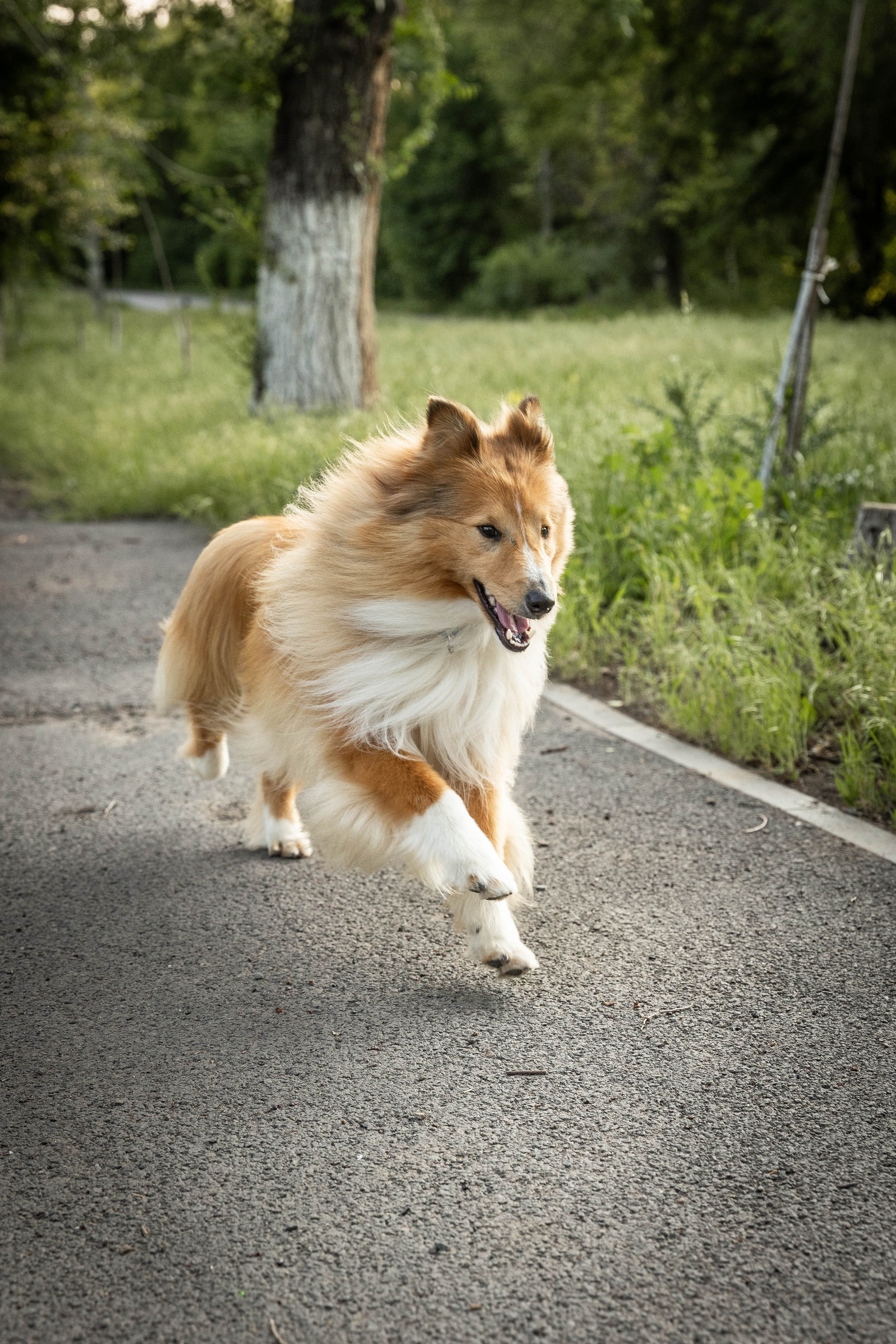 Сара и Лена. Фотограф-АниМалист Анна Абрамова